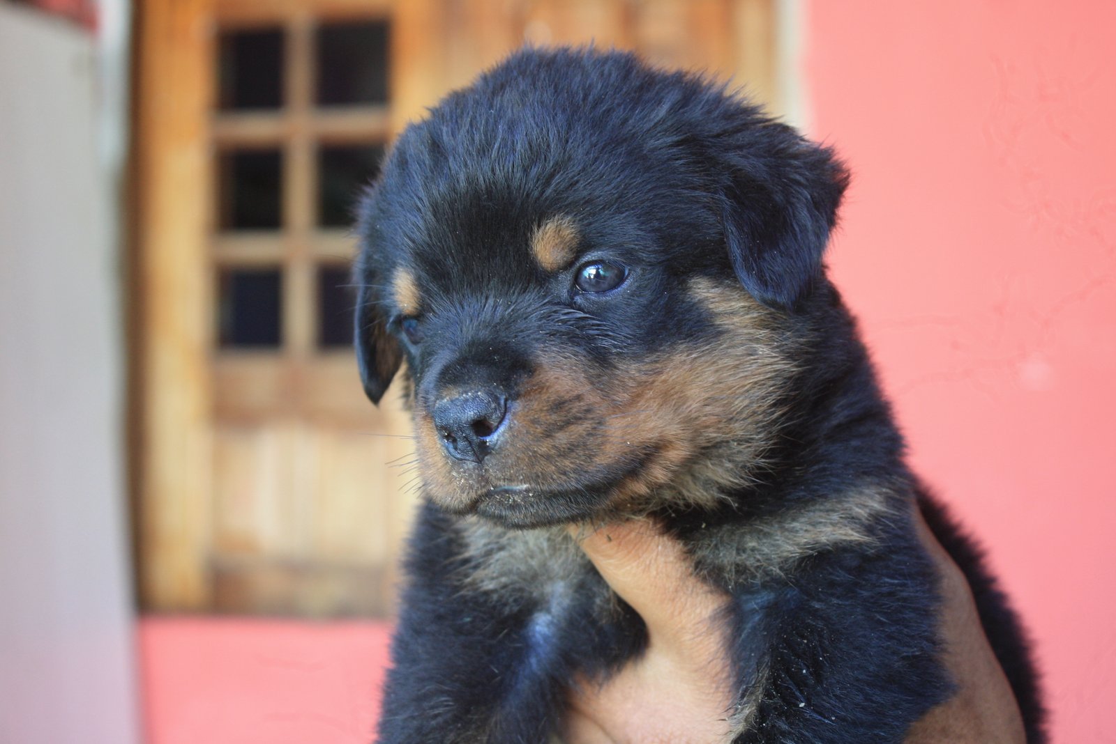 filhotes de rottweiler - Foto 2