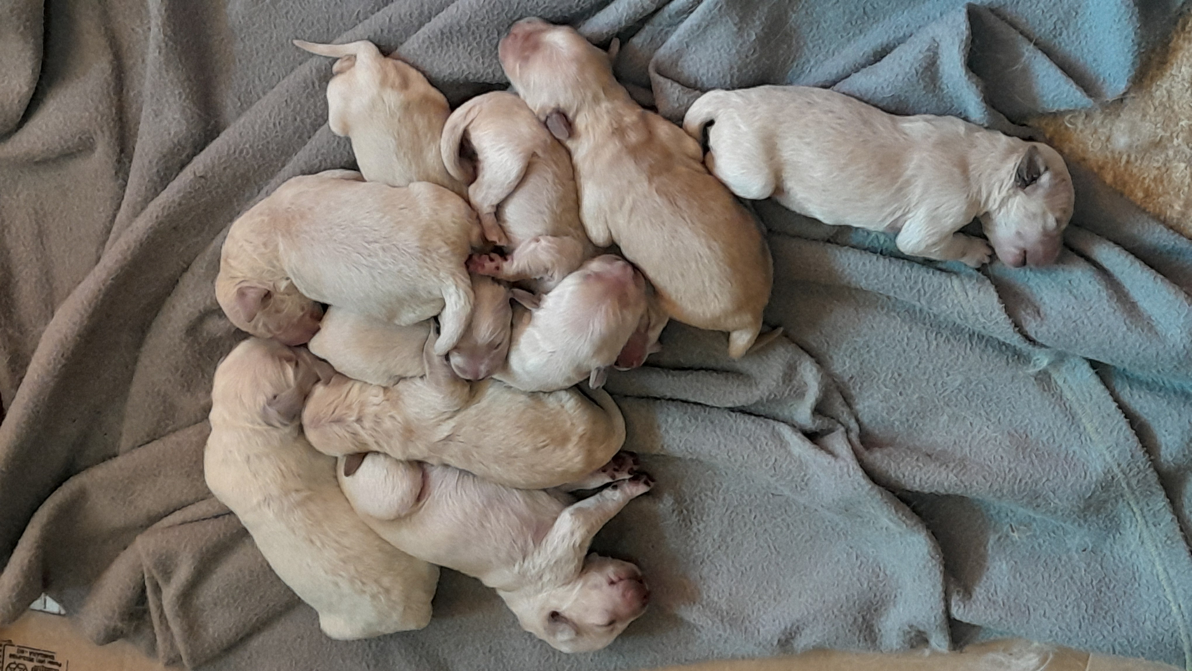 Portal Vendocão Filhote de Golden retrivier  Santa Luzia