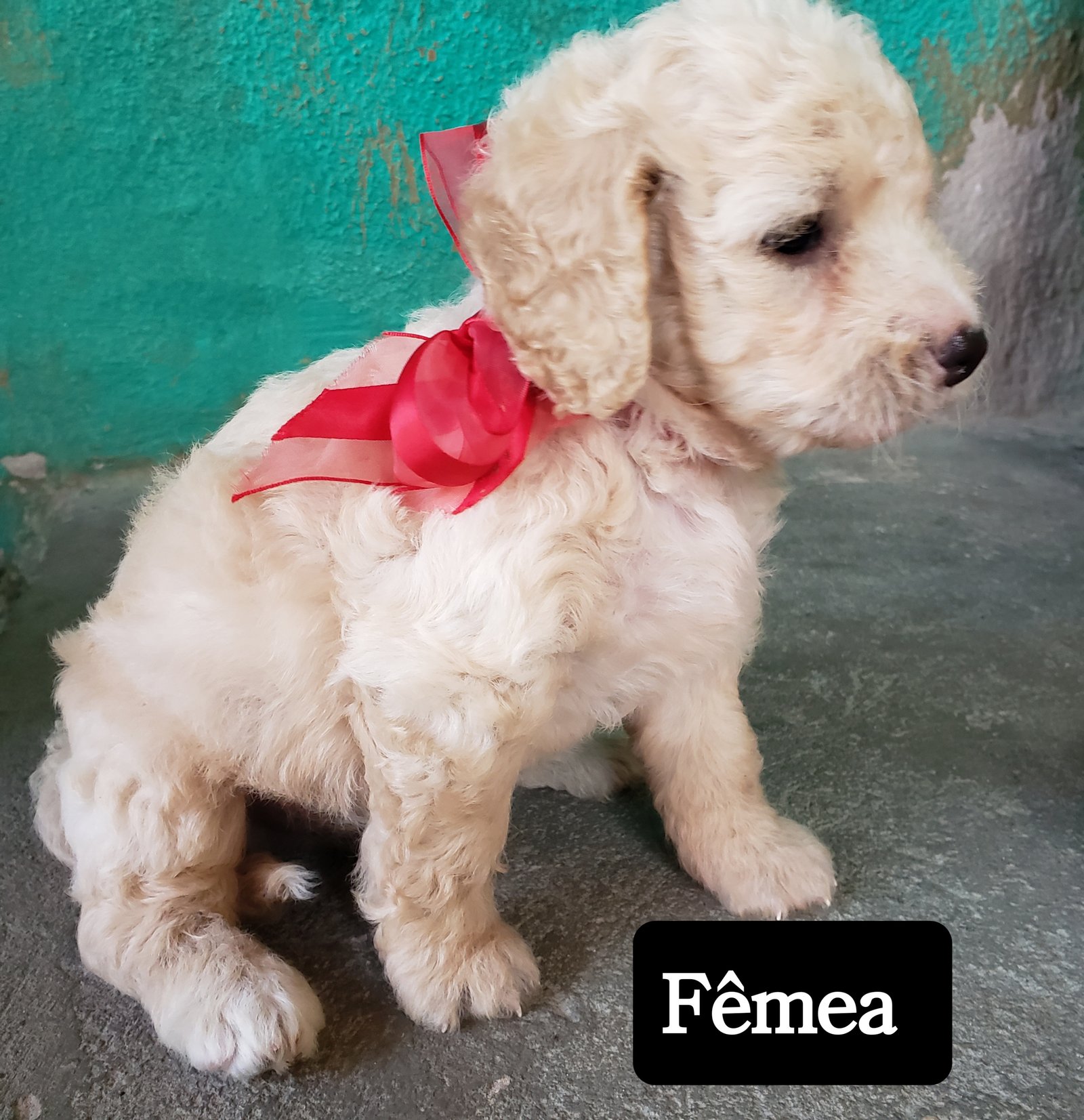 Poodle Médio