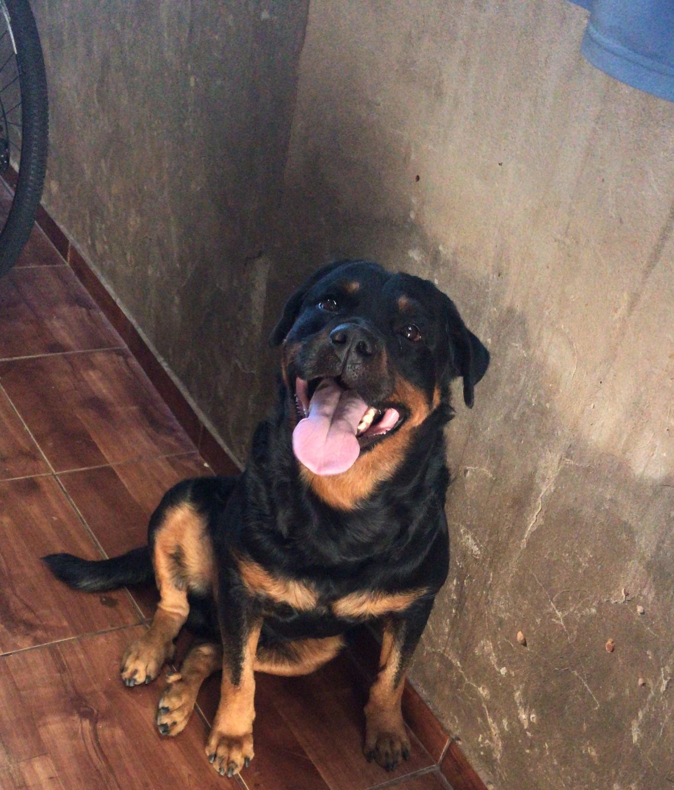 Portal Vendocão Filhotes Rottweiler Uberlândia