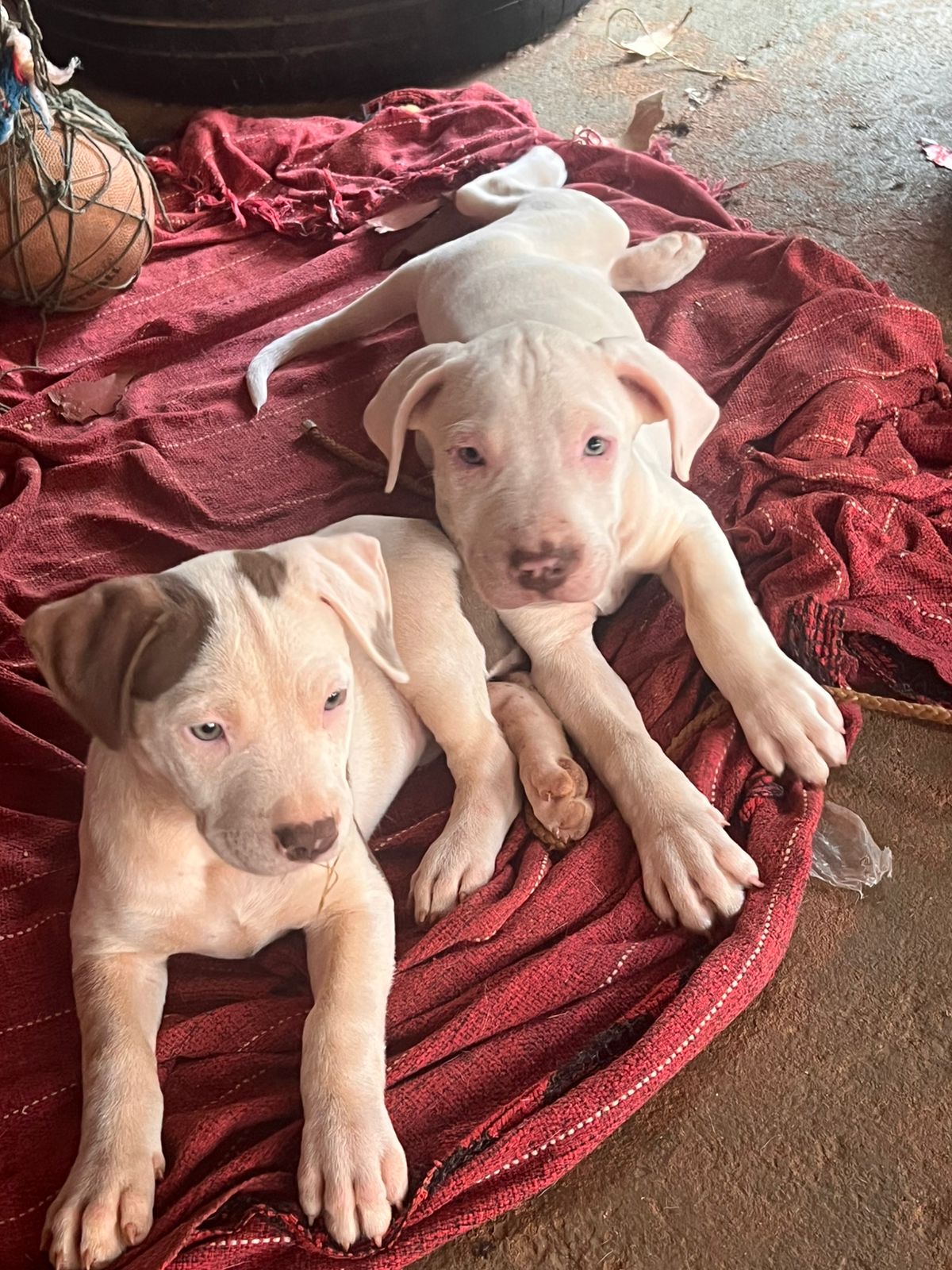 FILHOTE DE PIT BULL - Foto 3