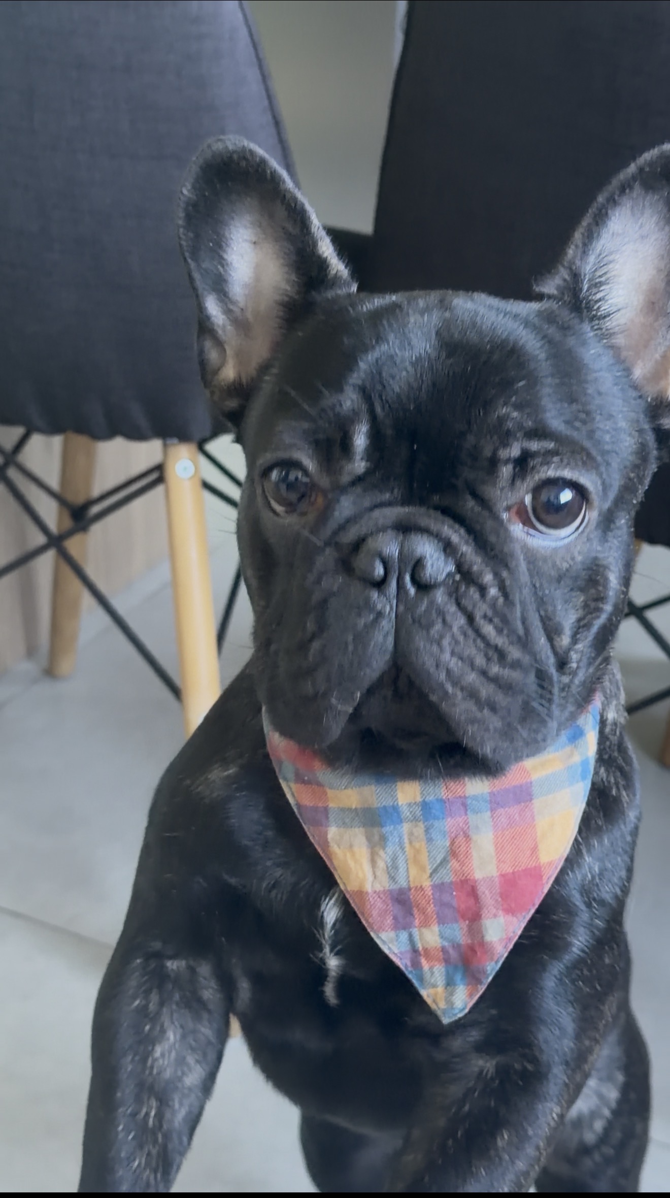 Buldogue francês 