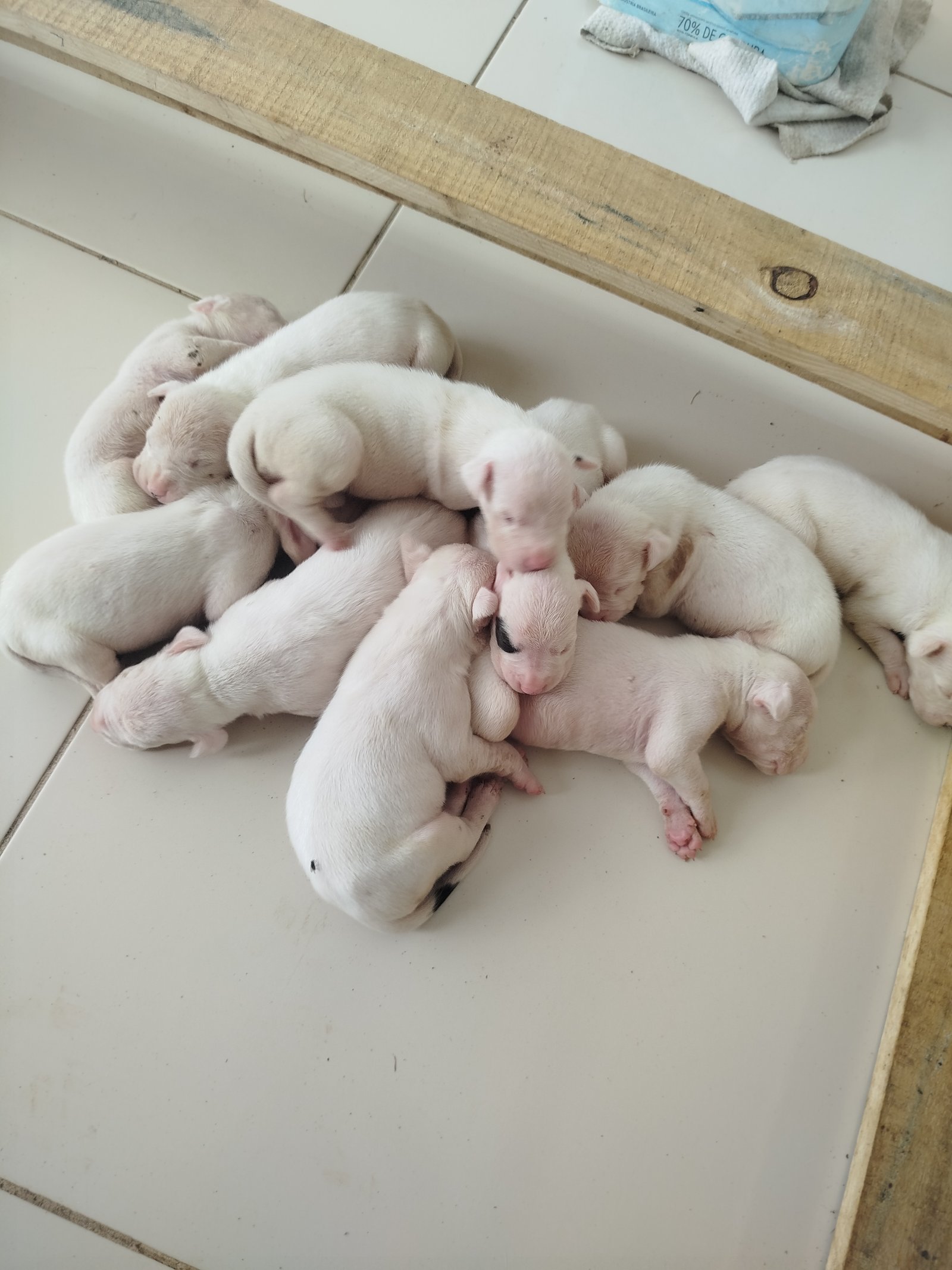 Vendo lindos filhotes de dogo argentino com pedigree CBKC vacinados e vermífugados!!!