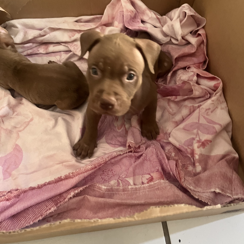 Filhotes de pit monster disponíveis 2 fêmeas e 1 macho - Foto 1
