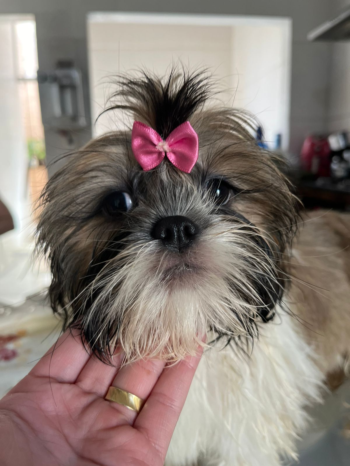 Portal Vendocão FILHOTES SHIH-TZU PURAS Goiania/GO