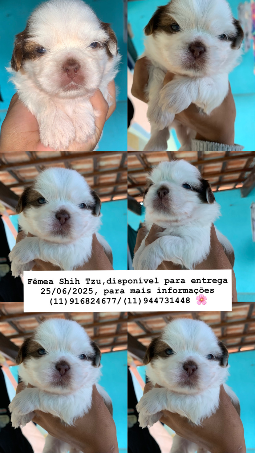Portal Vendocão 4 fêmeas de shih tzu e um macho  Arujá 