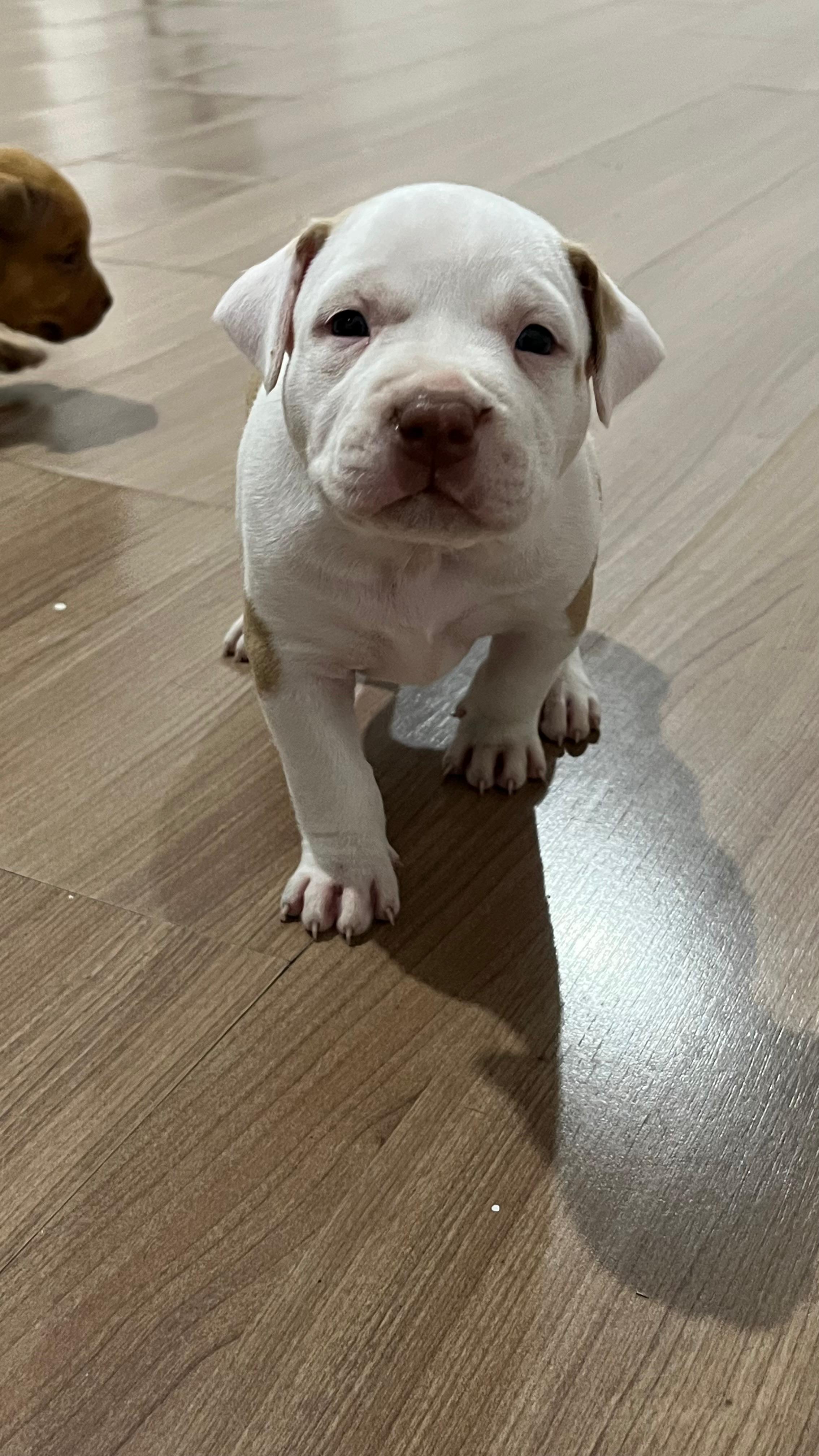 Portal Vendocão American bully  Rio de janeiro 