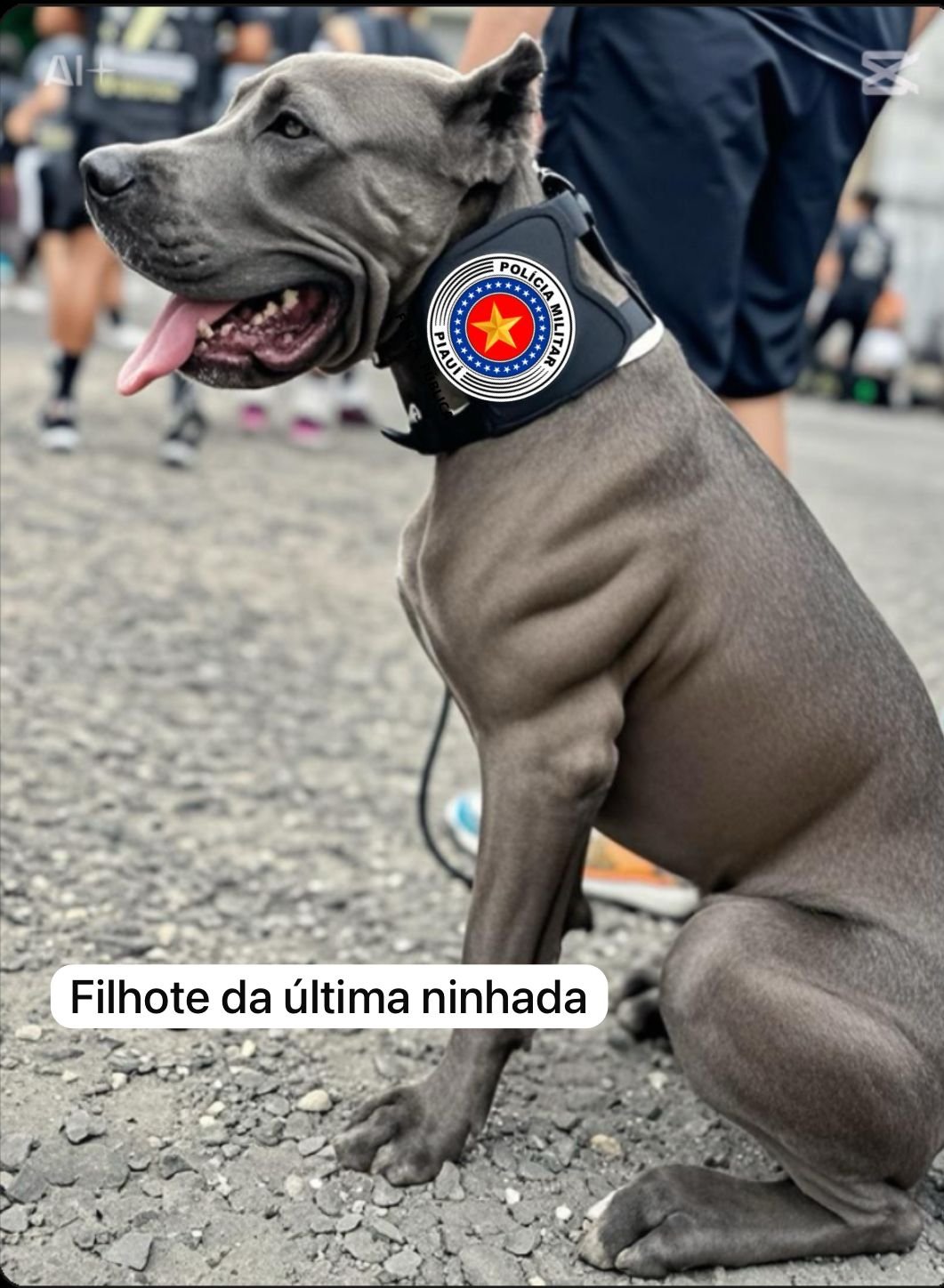 Nova ninhada Princesa x Palermo  - Foto 4