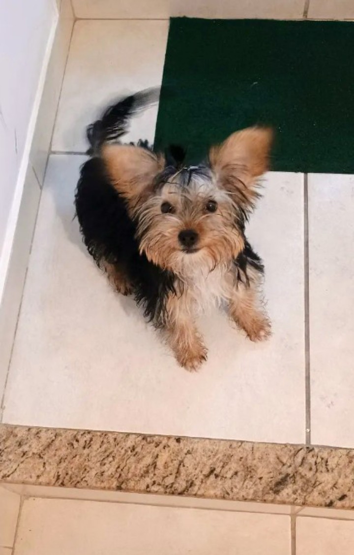 Portal Vendocão Yorkshire  Varginha 