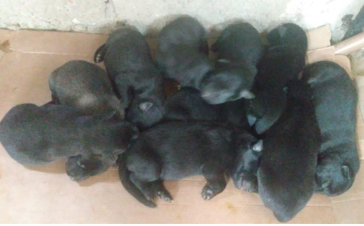 Portal Vendocão Cães de raça  Palmares 