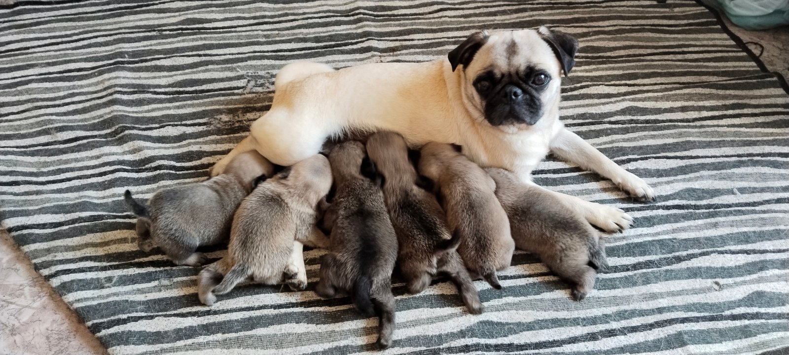 Pug femeas - Foto 3