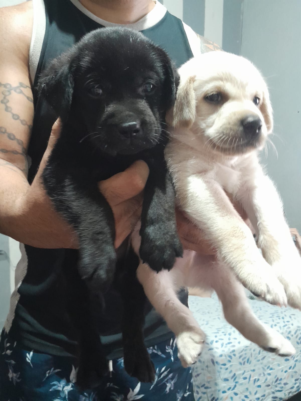 Filhotes de labrador Disponível 
