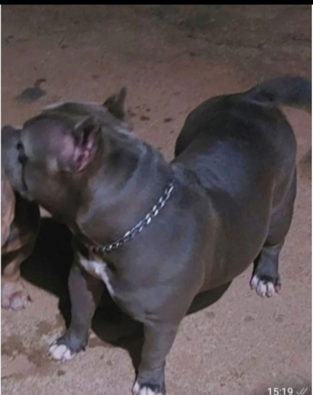 Vendo lindos filhotes  de american bully  - Foto 4