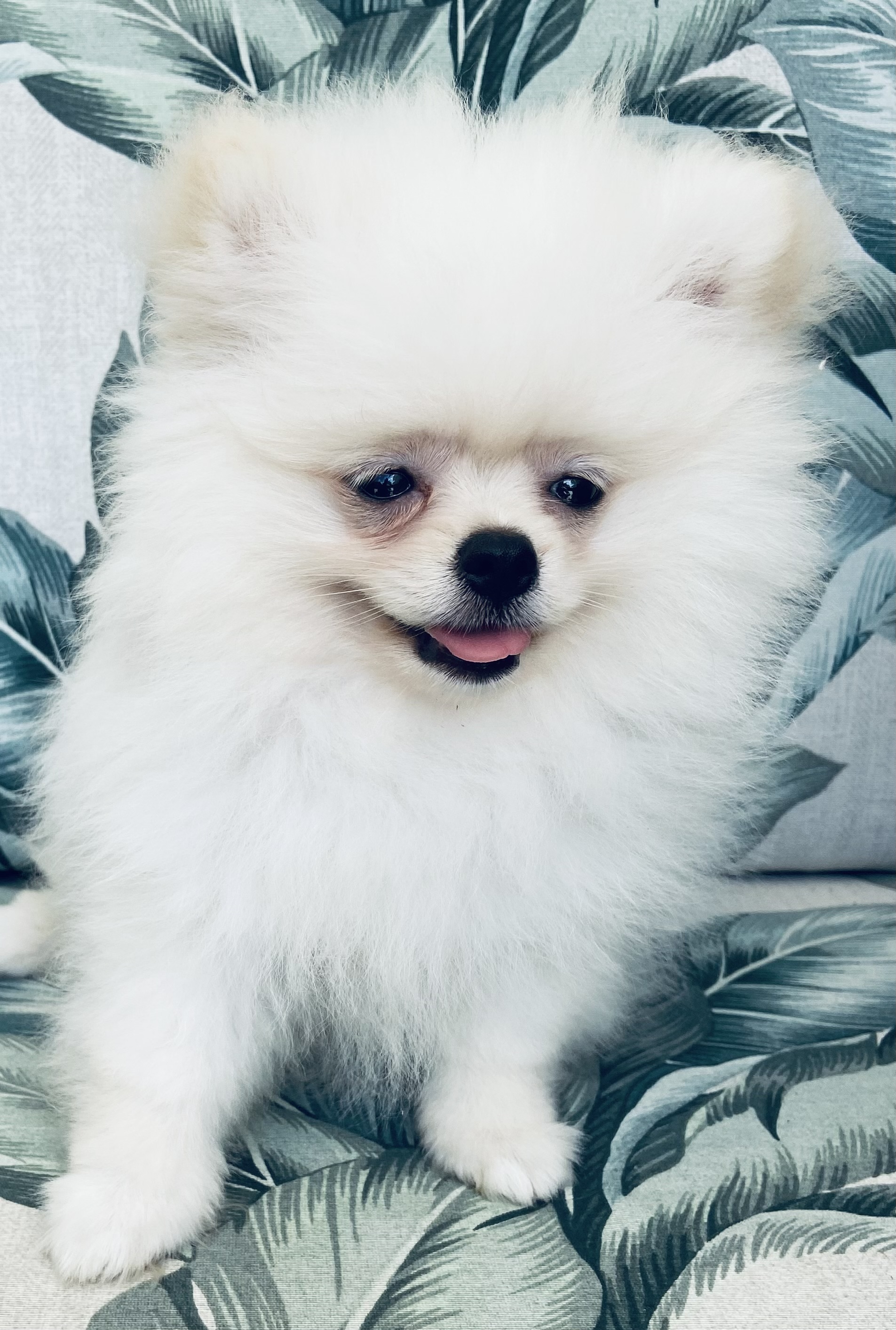 Portal Vendocão FILHOTES LULU DA POMERÂNIA LAURO DE FREITAS