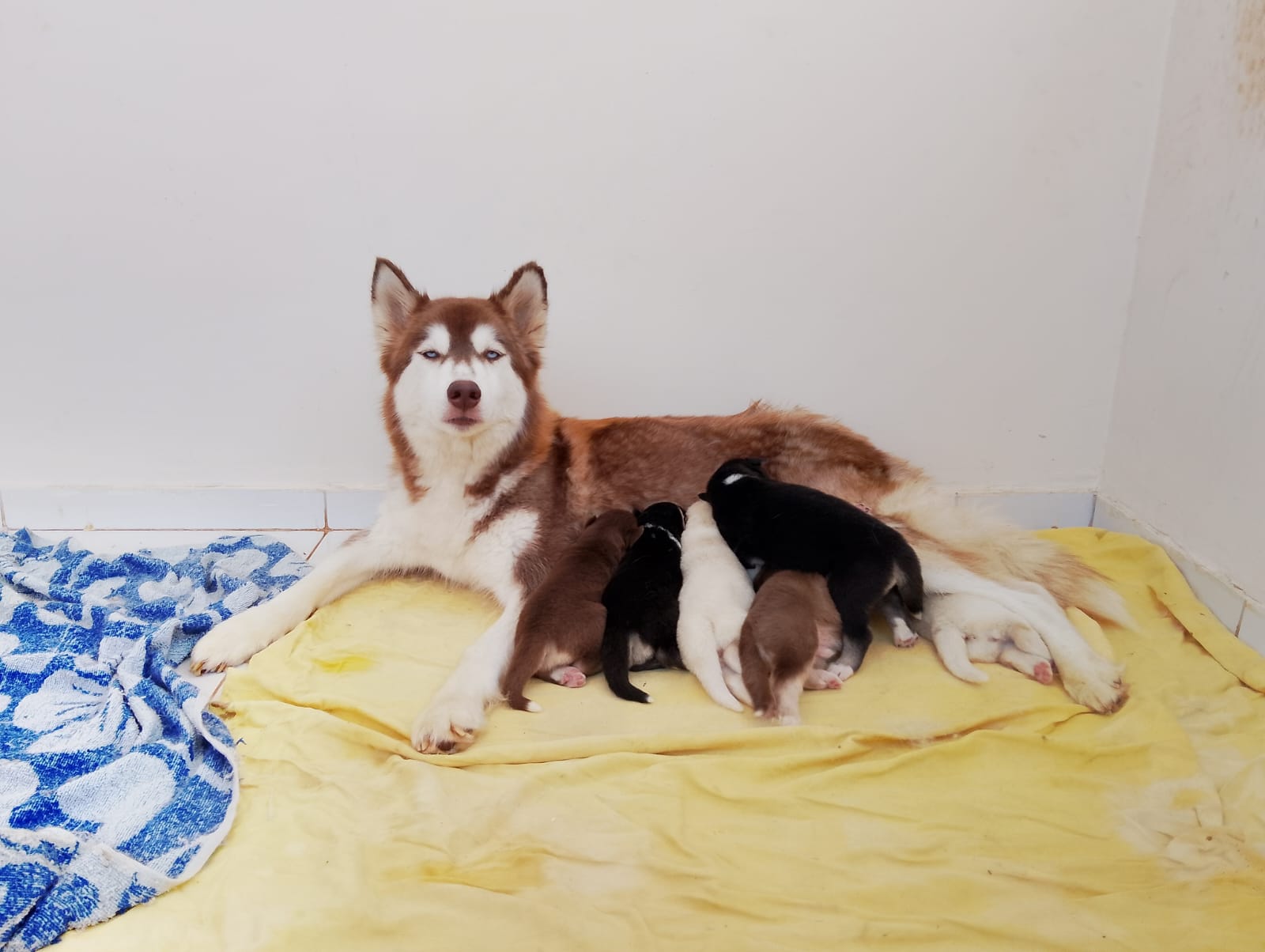 Portal Vendocão vende-se filhotes de husky Siberiano JUAZEIRO DO NORTE