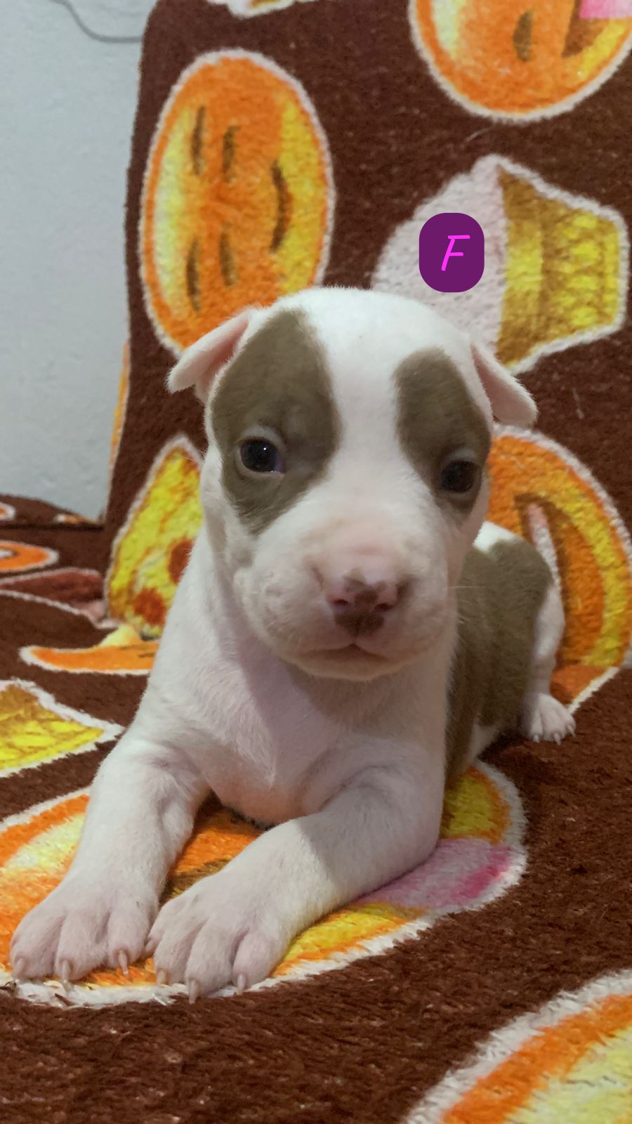 Filhotes de Pitbull  - Foto 1