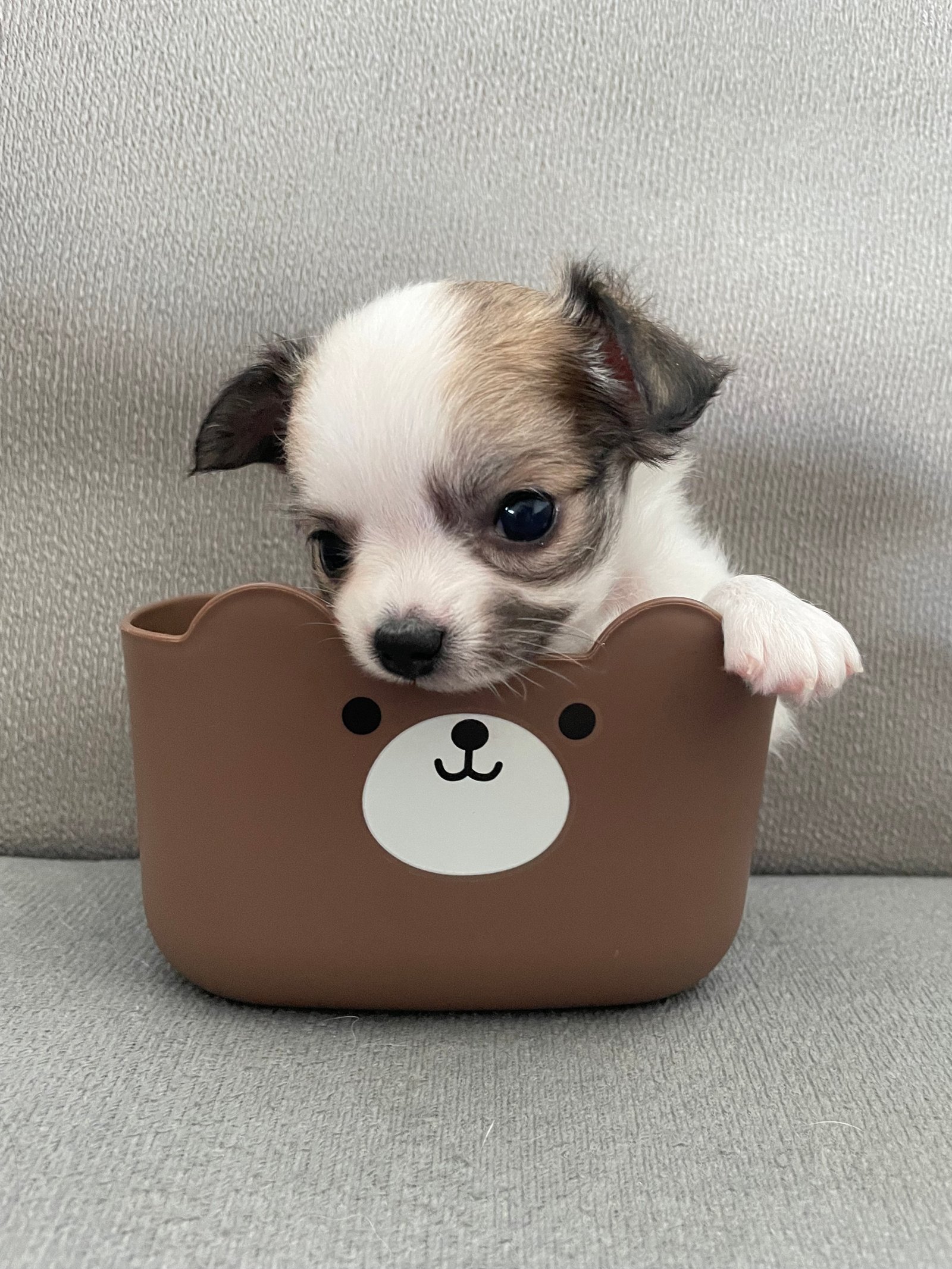Chihuahua pelo longo mini - Foto 1