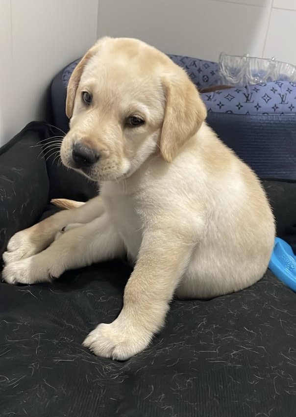 Labrador filhote - Foto 1