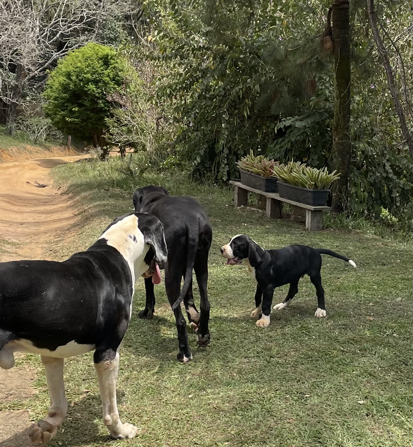Portal Vendocão Filhote macho de Dogue Alemão Mantado. Vacinado e vermifugado Leopoldina 