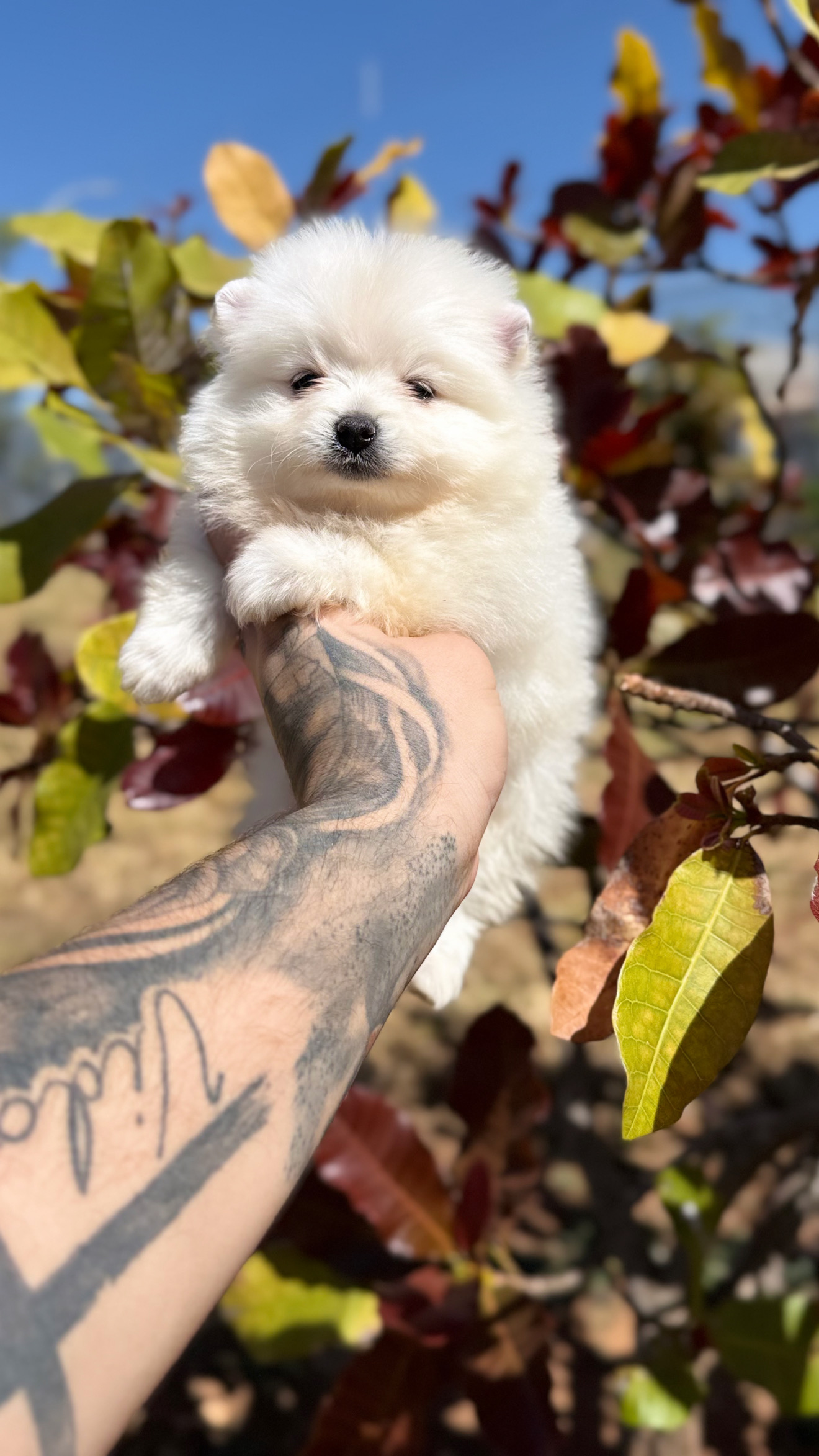 Portal Vendocão Lulu machos e fêmeas branquinhos  Brasília 