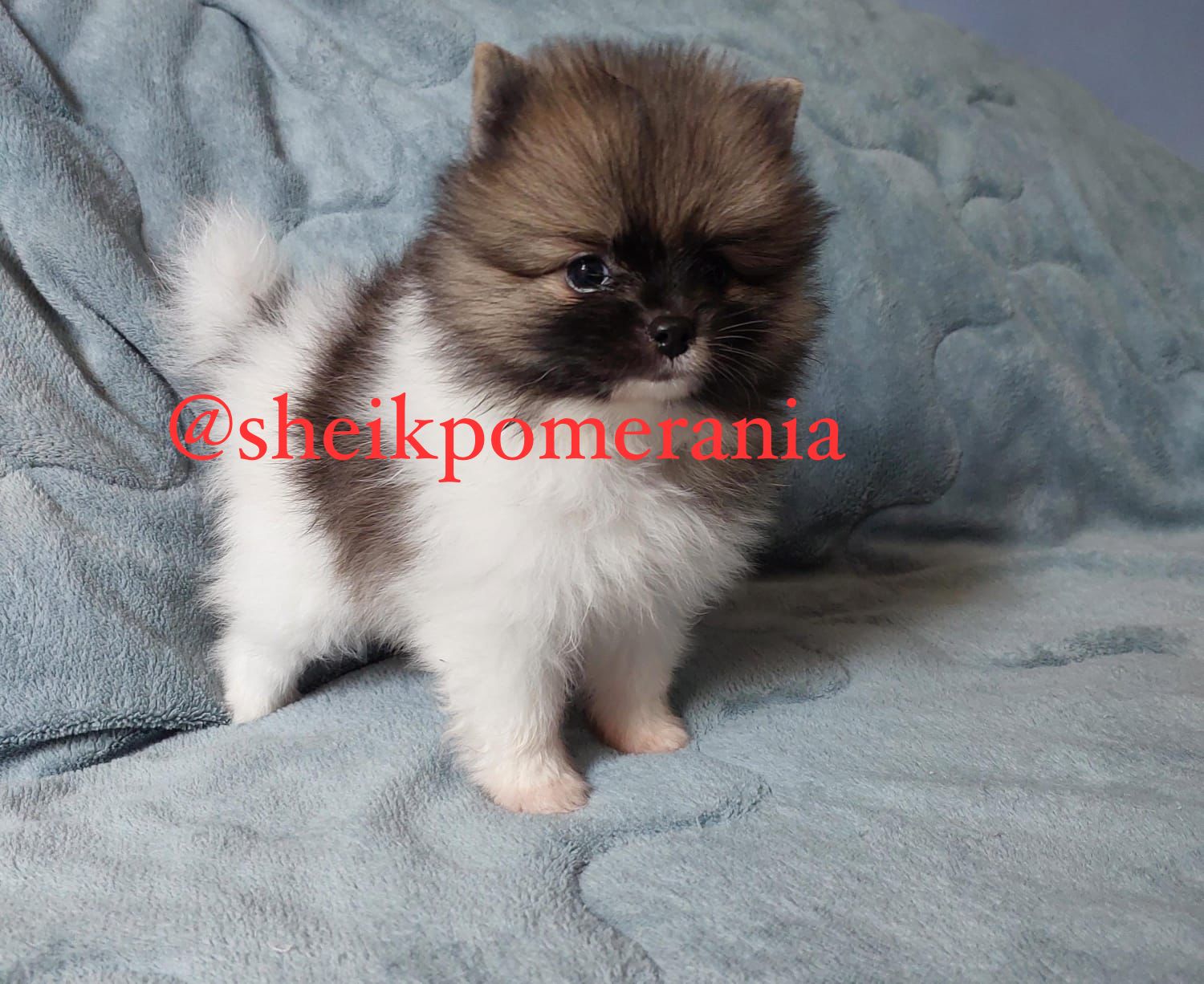Portal Vendocão Promoção Spitz alemão (lulu da pomerania) Manaus 