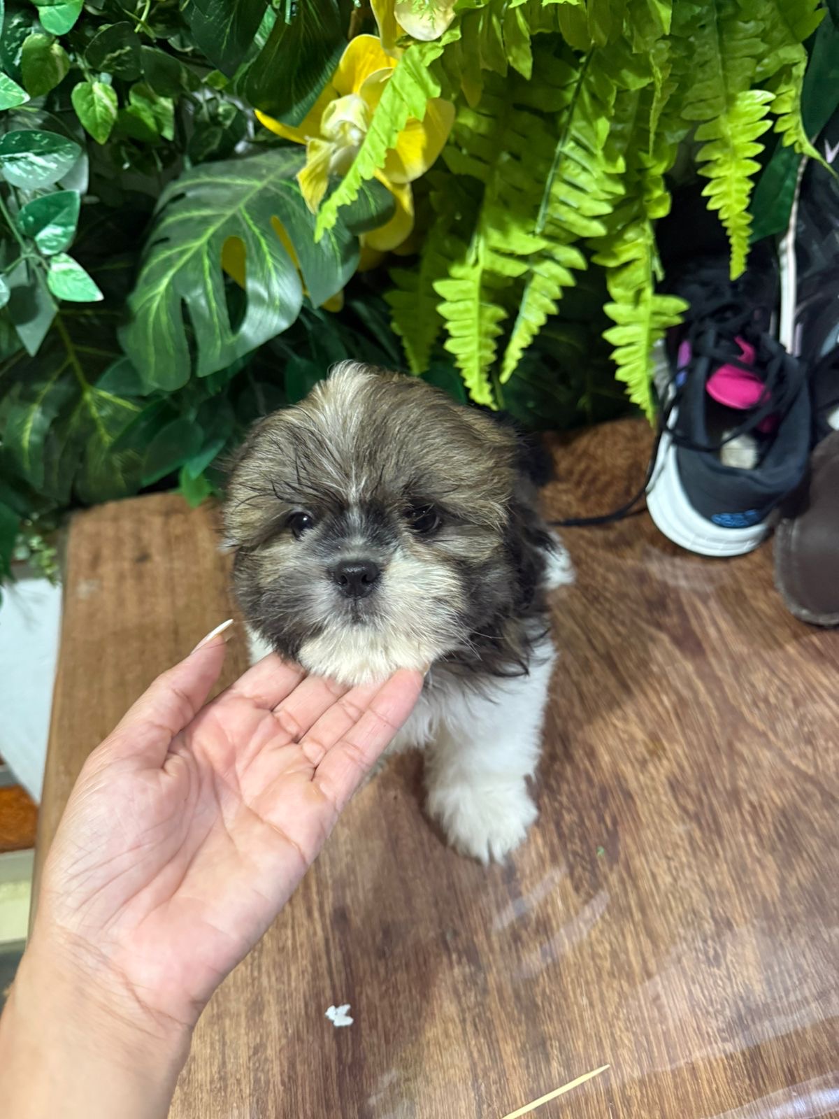 Filhote shih-tzu  - Foto 1