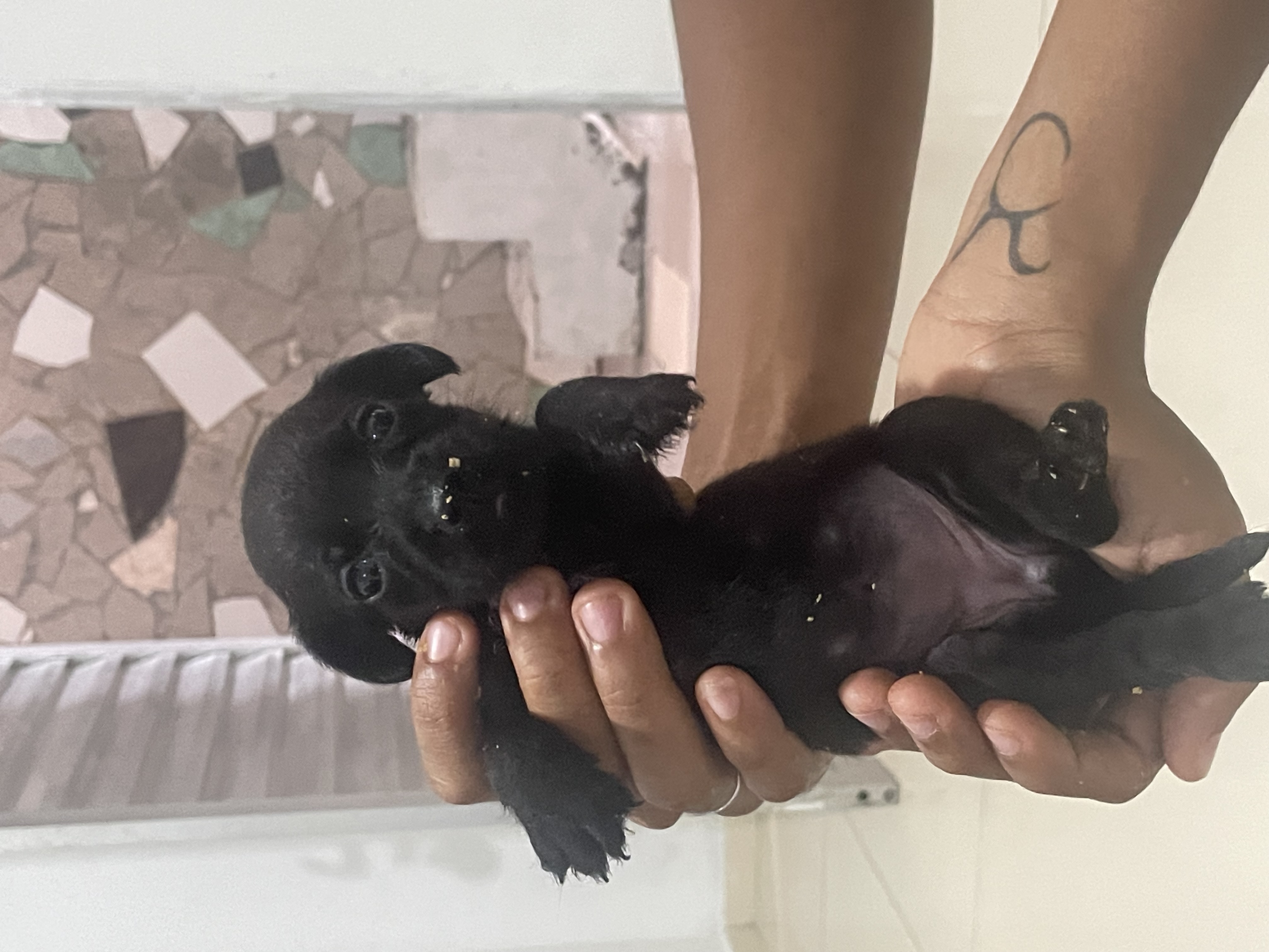 Vendo Filhote Recém Nascido Labrador Retrivier