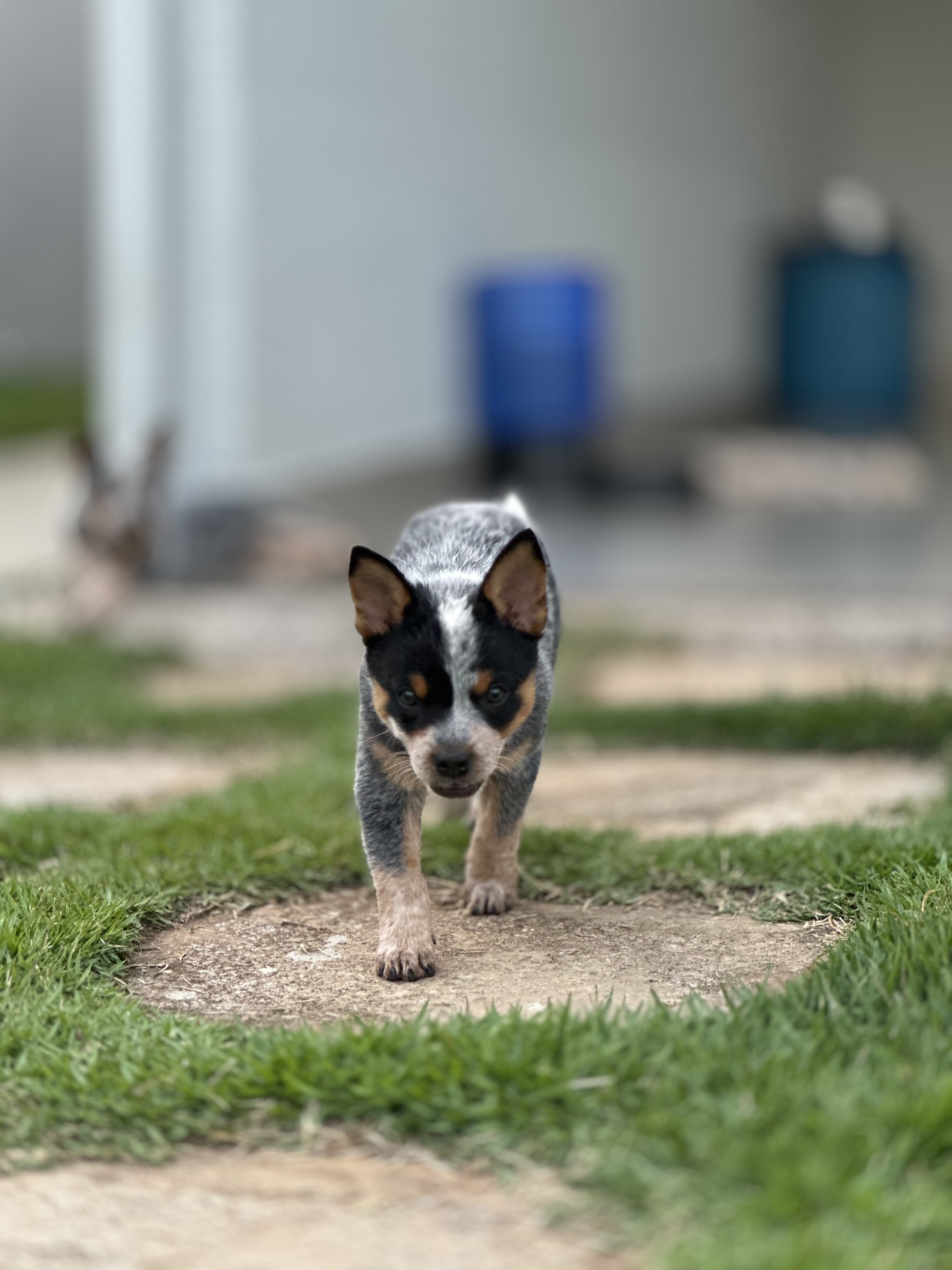 Portal Vendocão Filhotes de blue heeler  Águas claras 
