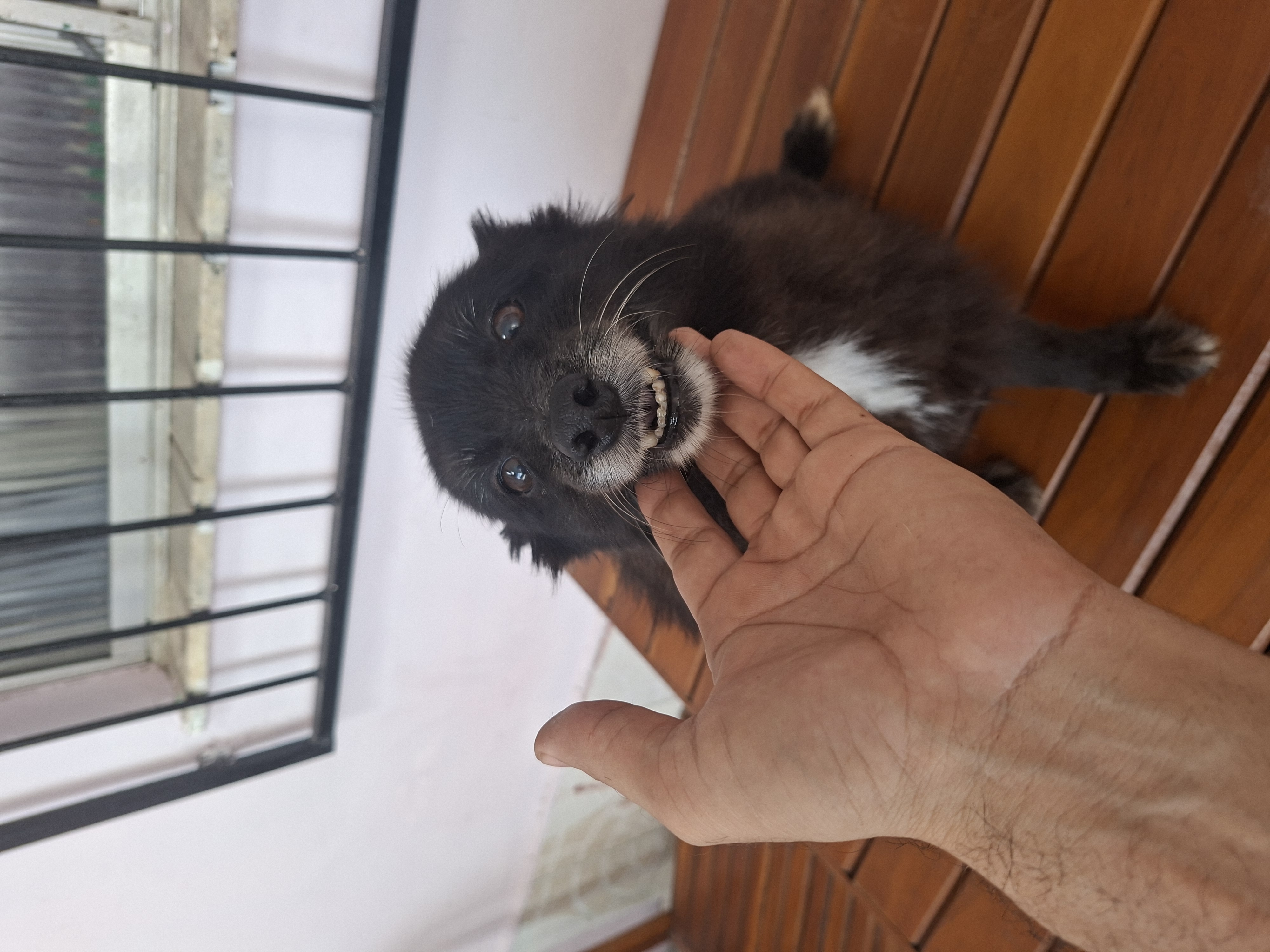 Doação de Spitz Preta