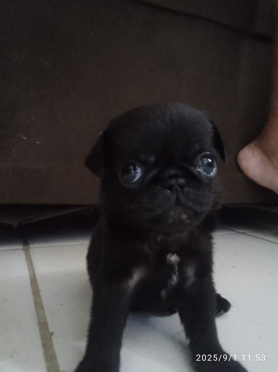 Portal Vendocão Pug macho  45 dias  Maceió
