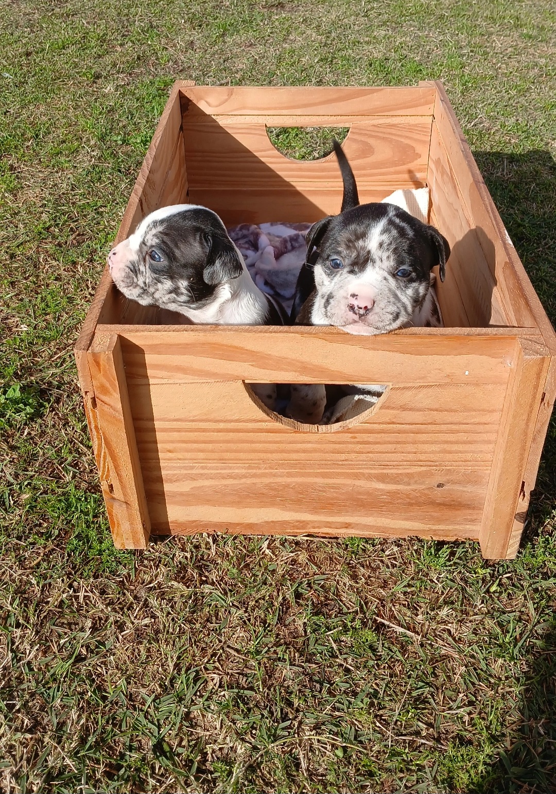 American Bully Pocket  - Foto 1