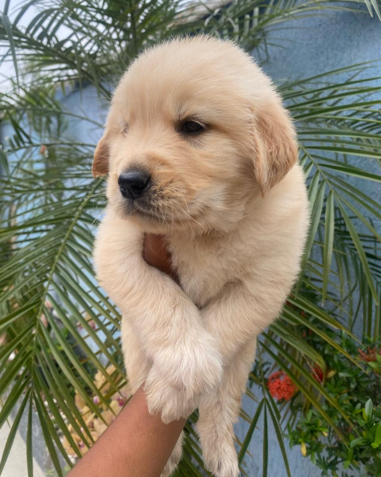 Portal Vendocão Filhotes de Golden Retriever  Guarapari 