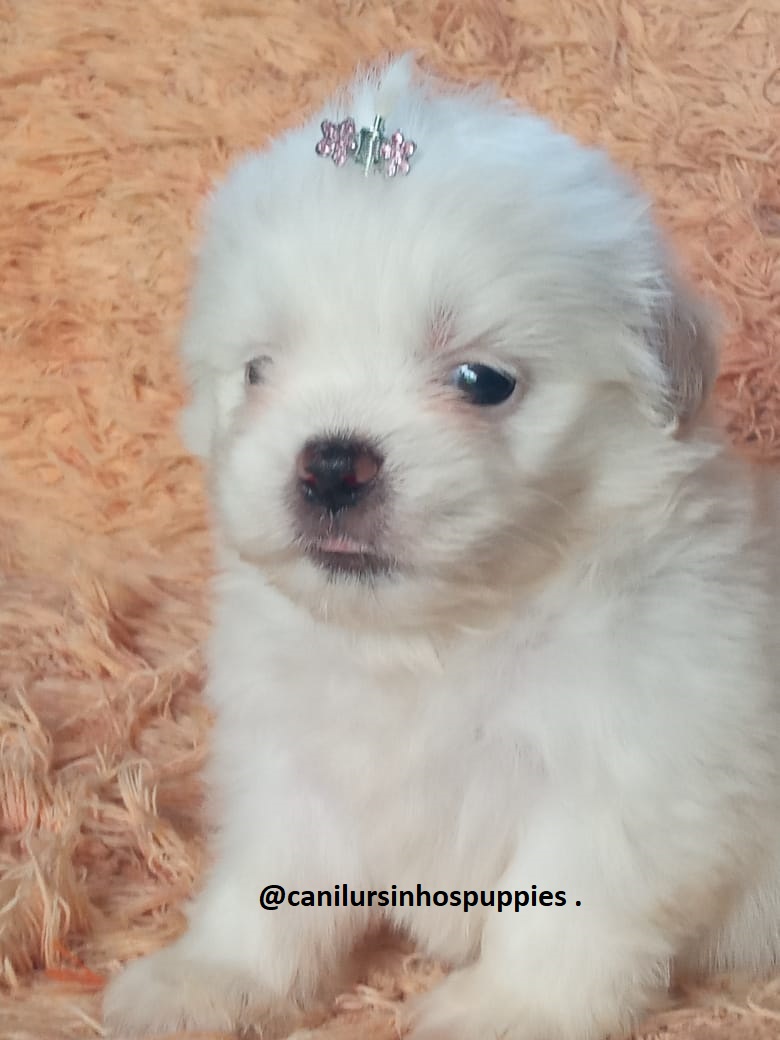 Portal Vendocão maltes lindos bebes pronta entrega #CANILURSINHOSPUPPIES  são jose dos campos