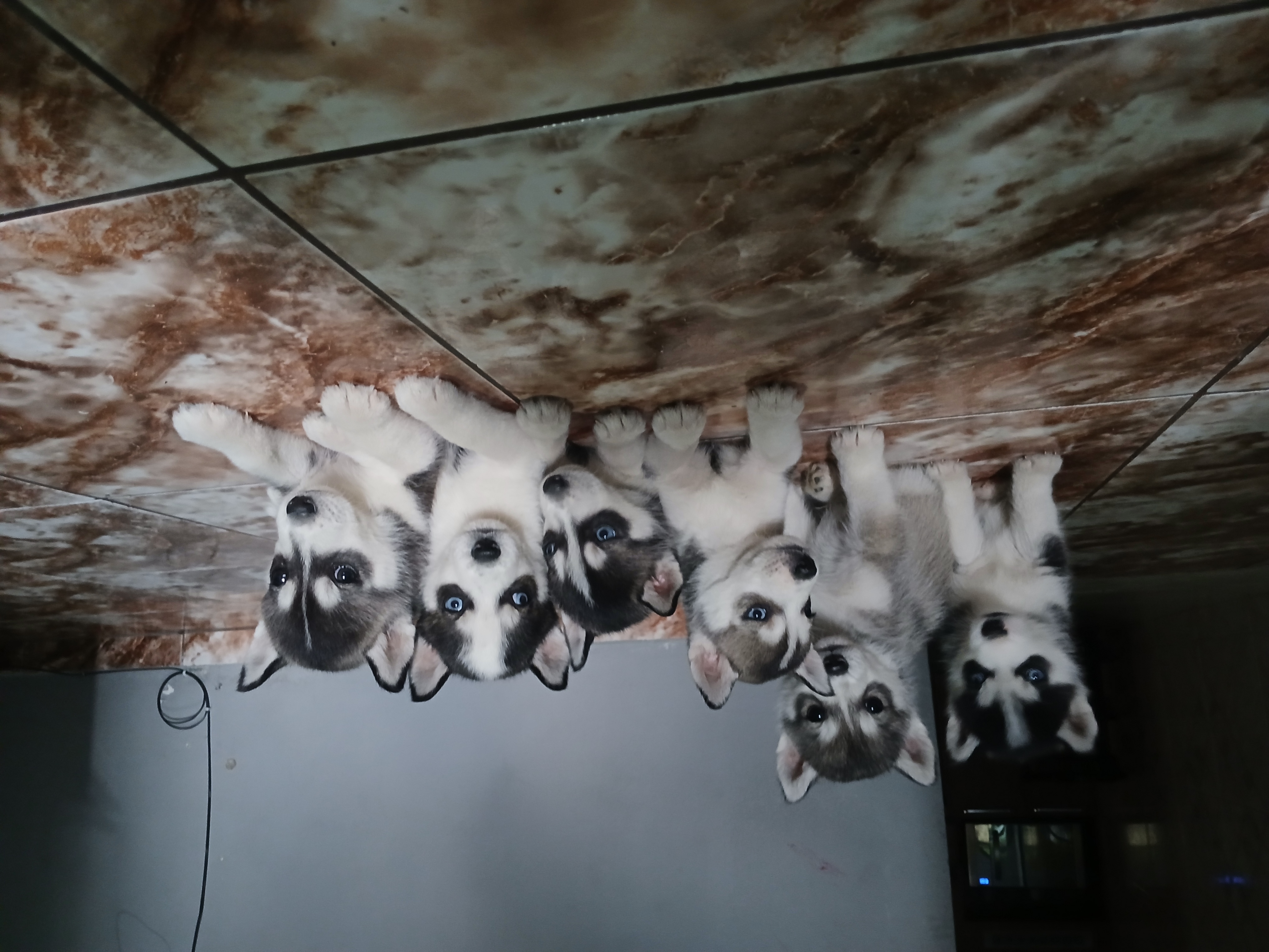 Portal Vendocão Vendo lindos filhotes de husk  siberiano  Belo Horizonte