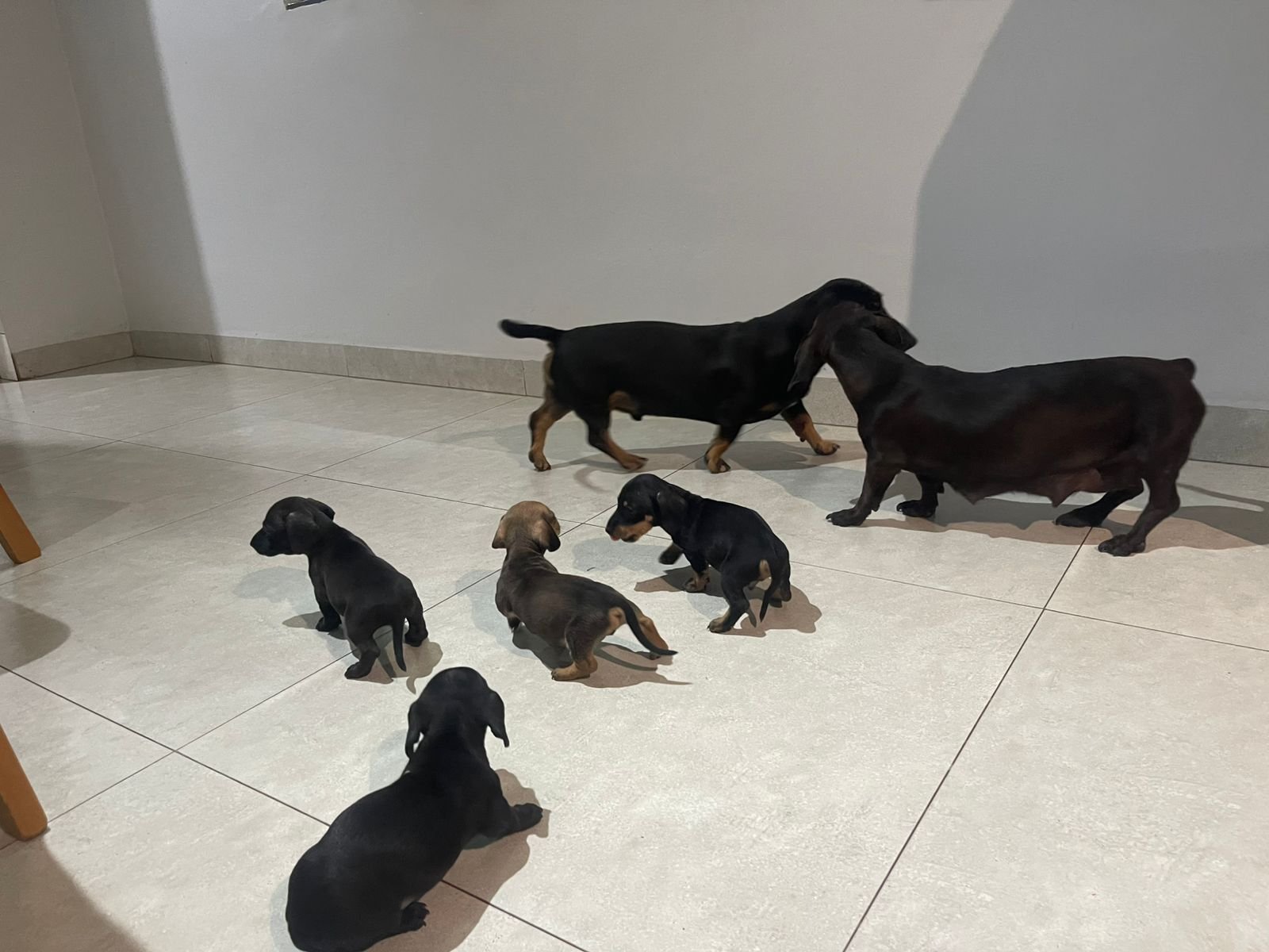 Basset round/ salsicha - Foto 5