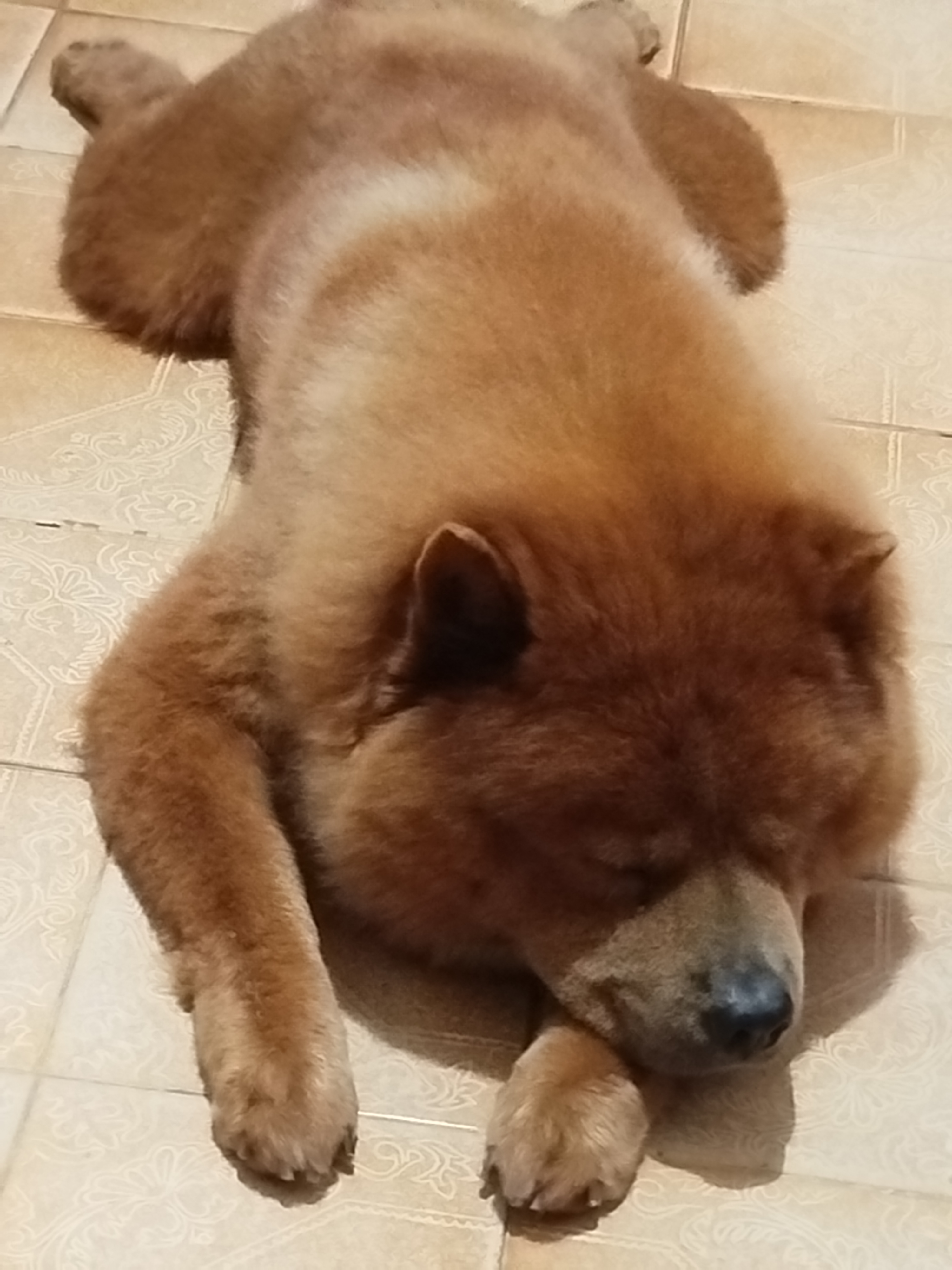Portal Vendocão Filhotes de chow chow  Salvador