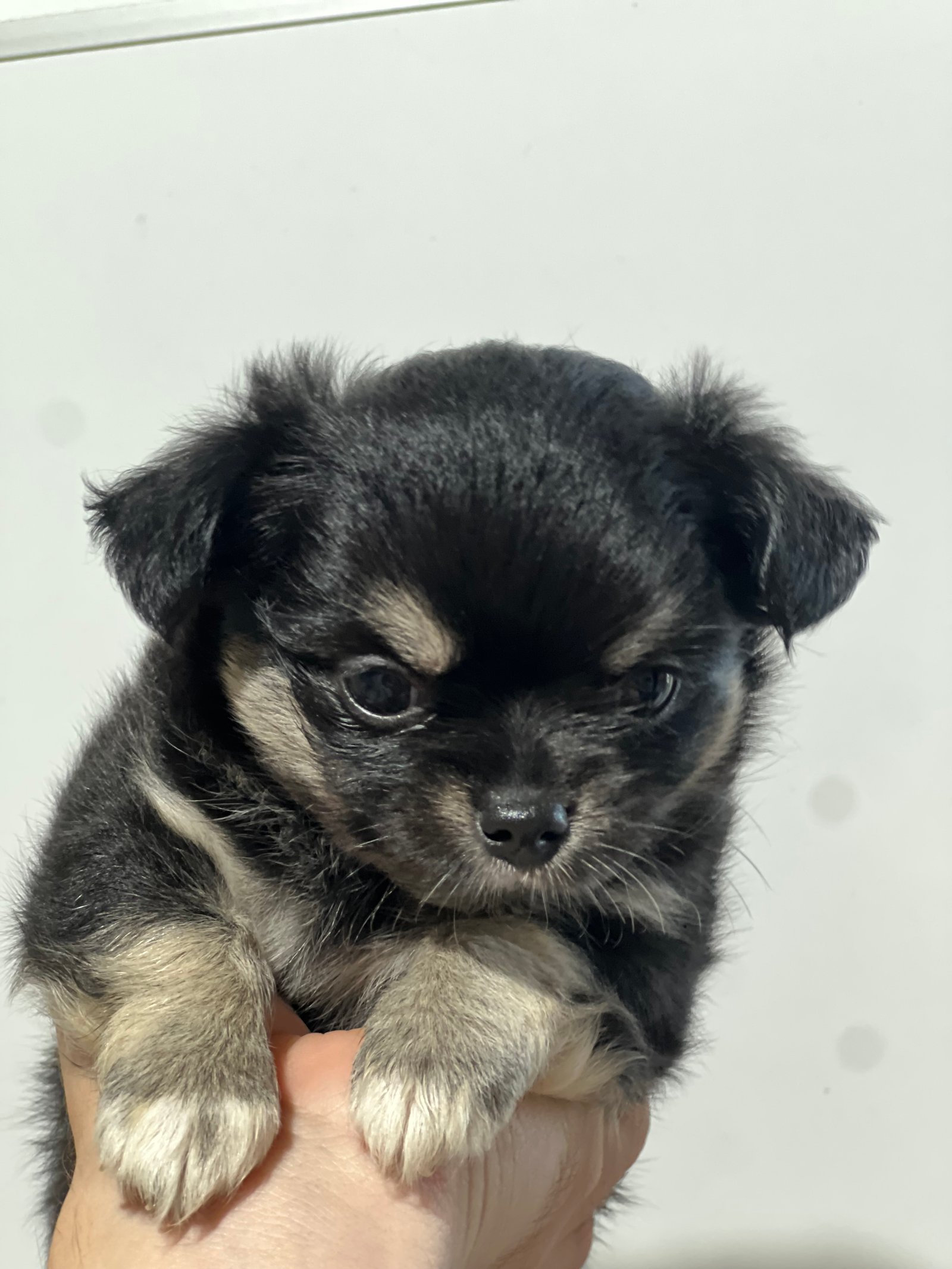 Filhote de Chihuahua Fêmea Black and Tan – Pelo Longo | Com Pedigree ALKC  Filhote fêmea da raça Chihuahua, variedade de pelo longo, na linda coloração Black and Tan.  • Fêmea • Pelo longo • Pedigree ALKC • Excelente linhagem • Primeira dose da vacina já aplicada • Saudável, muito bem cuidada e pron - Foto 2