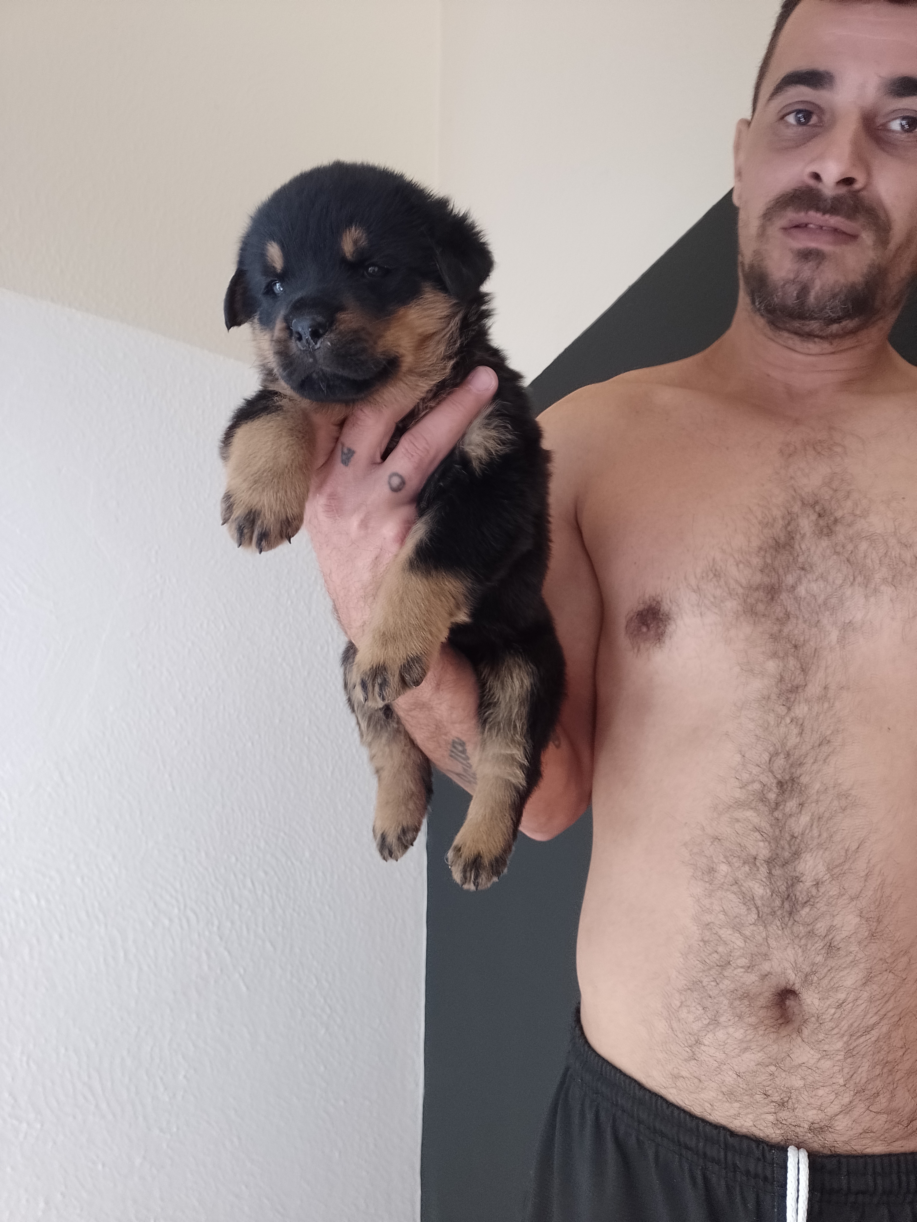 Portal Vendocão Filhote de rottweiler  Santos