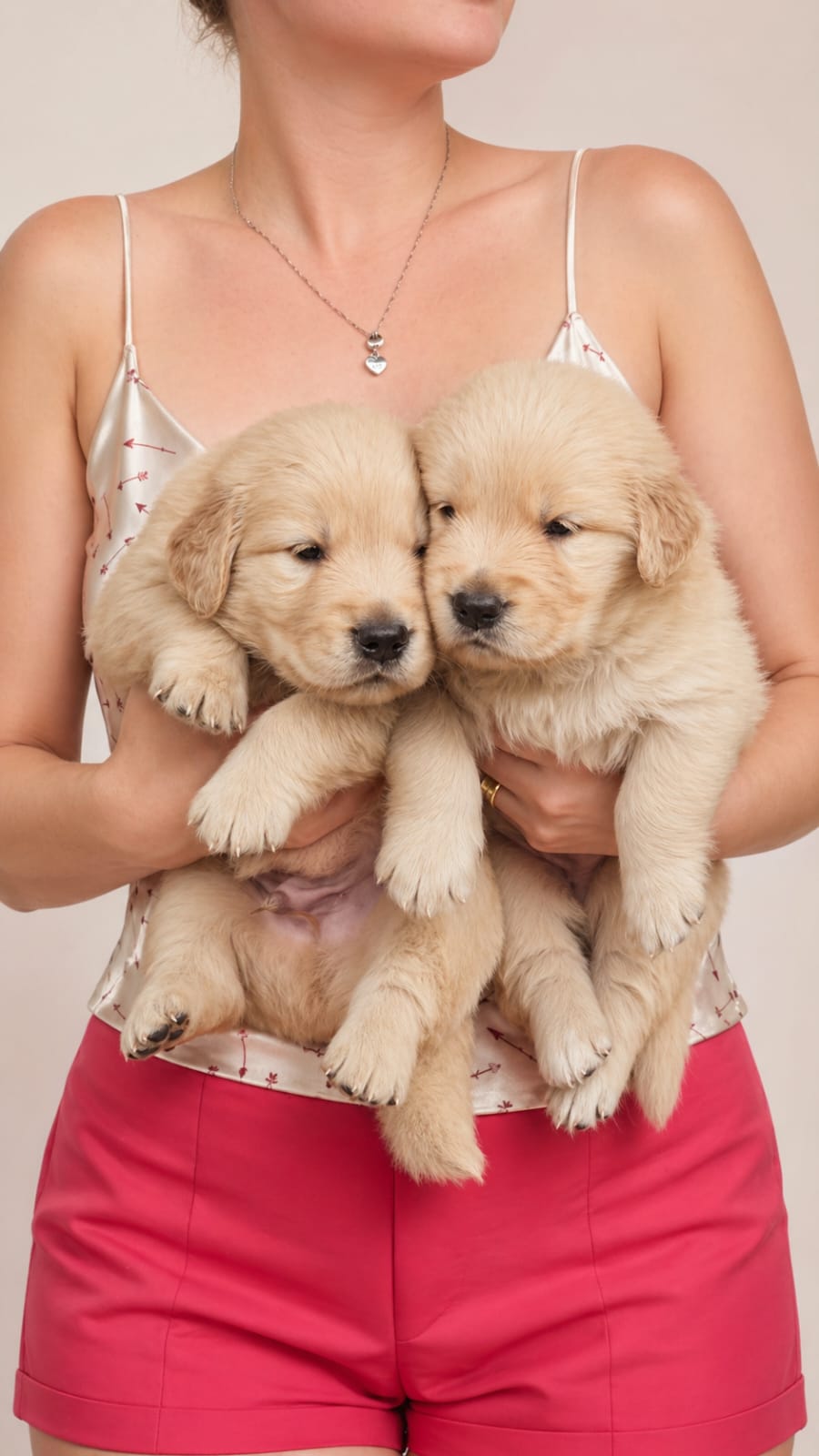 Golden Retriever - Foto 2