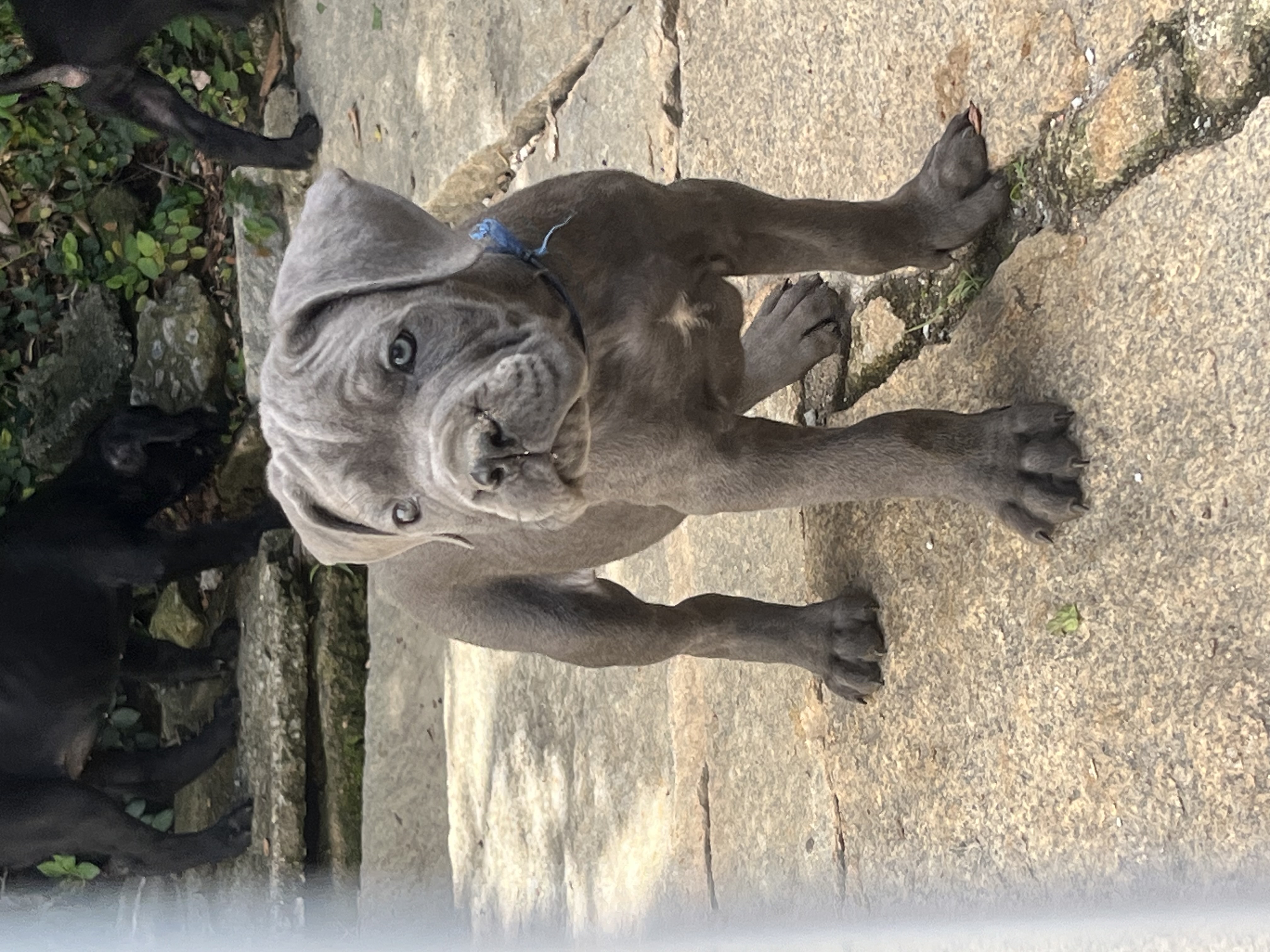 Portal Vendocão Cane corso - Venda de filhotes Petrópolis