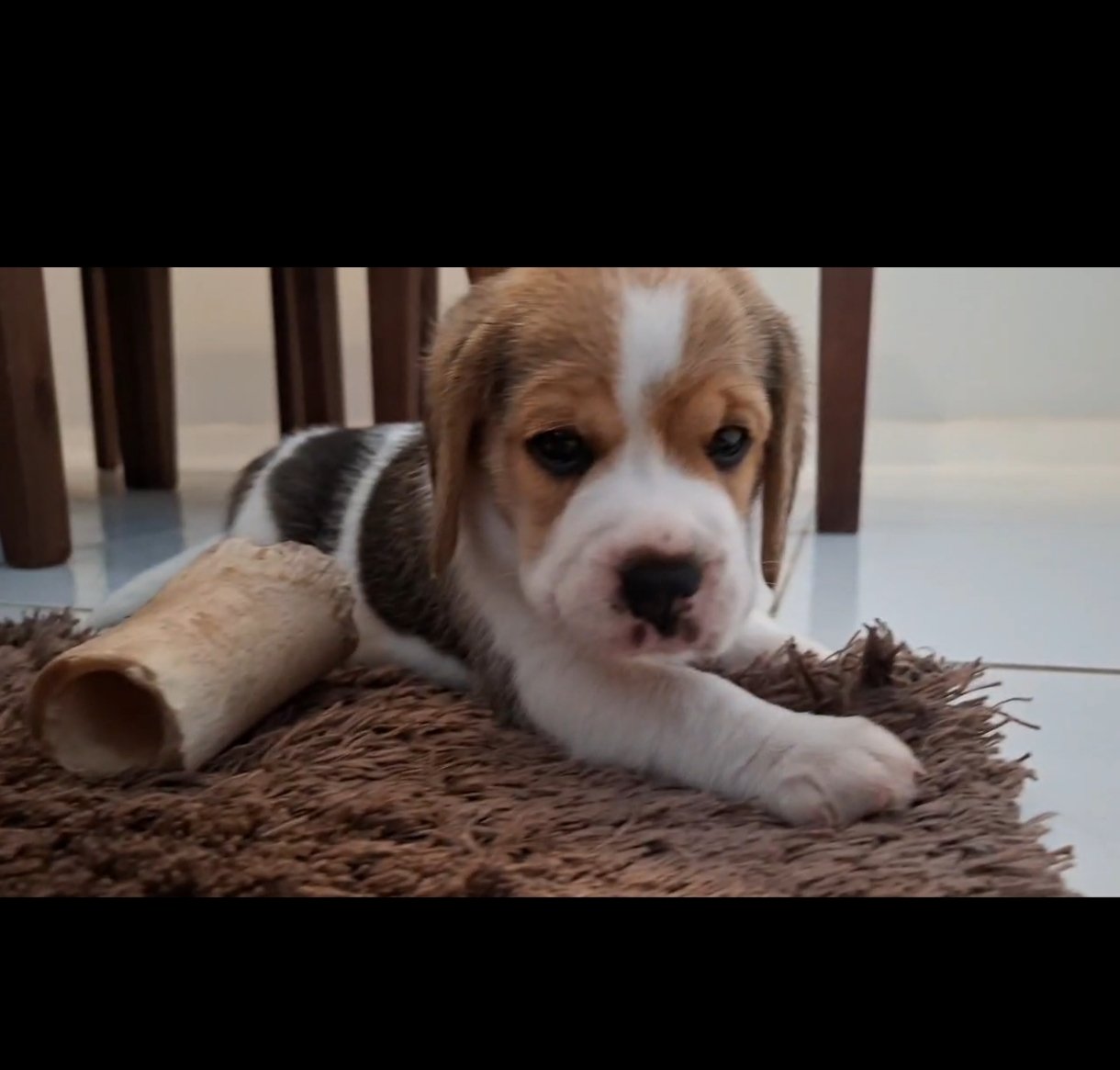 SEU NOVO MELHOR AMIGO TE ESPERA ❤️