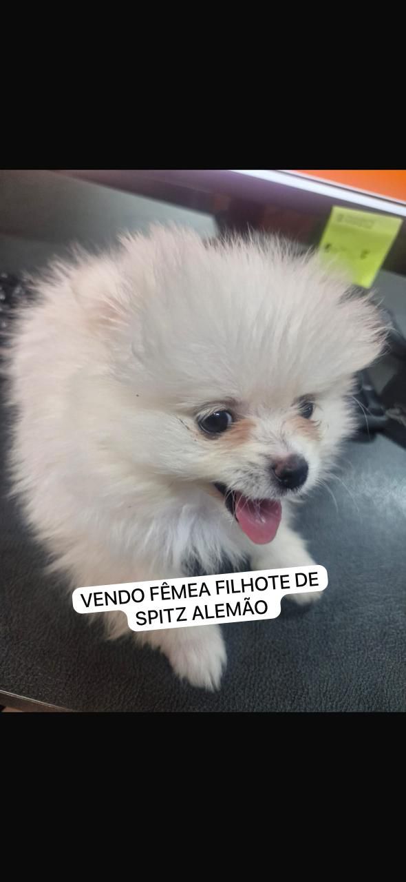 Portal Vendocão mini spitz alemão Lulu-da-pomerânia  Goiânia