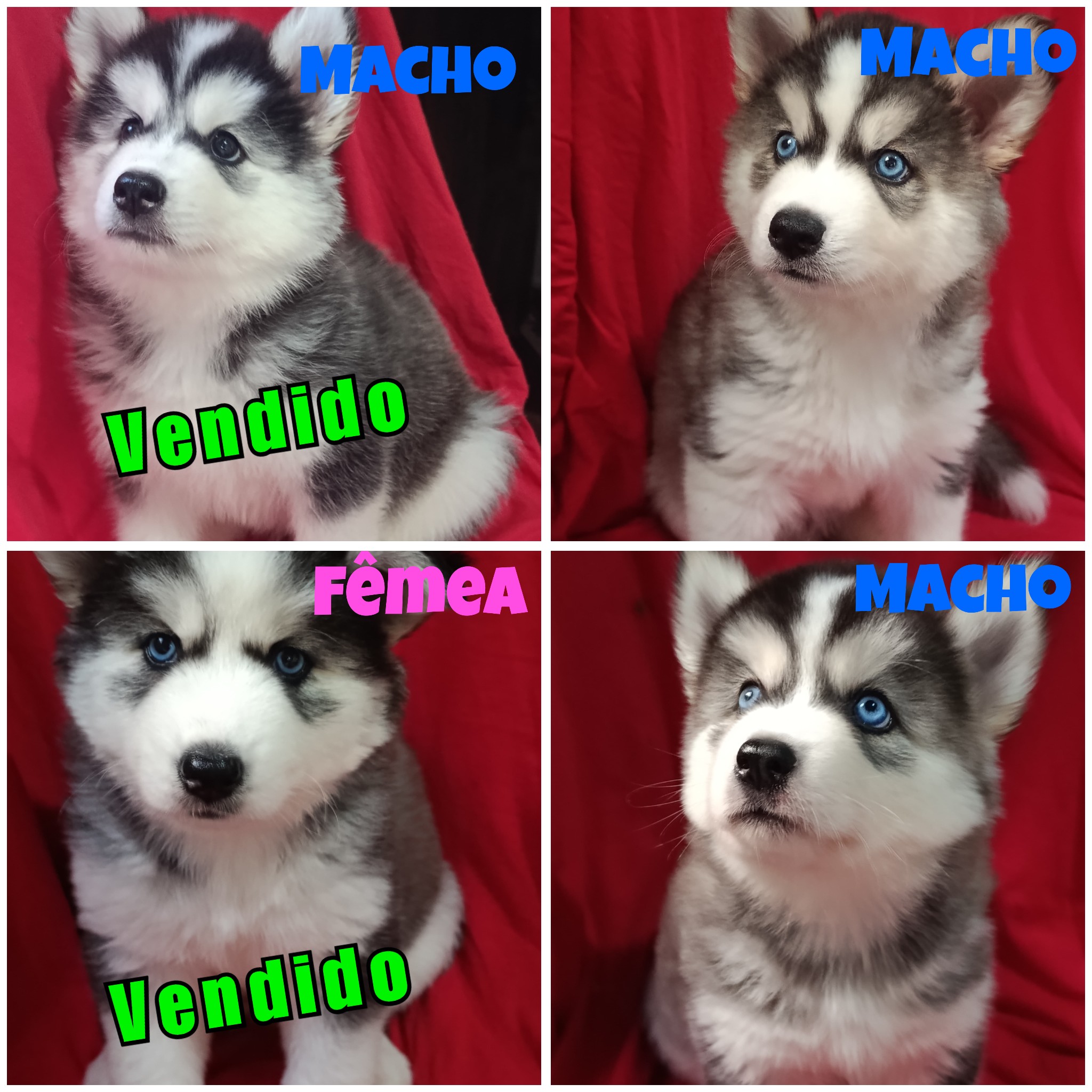 Husky siberiano - criador particular  - Foto 1