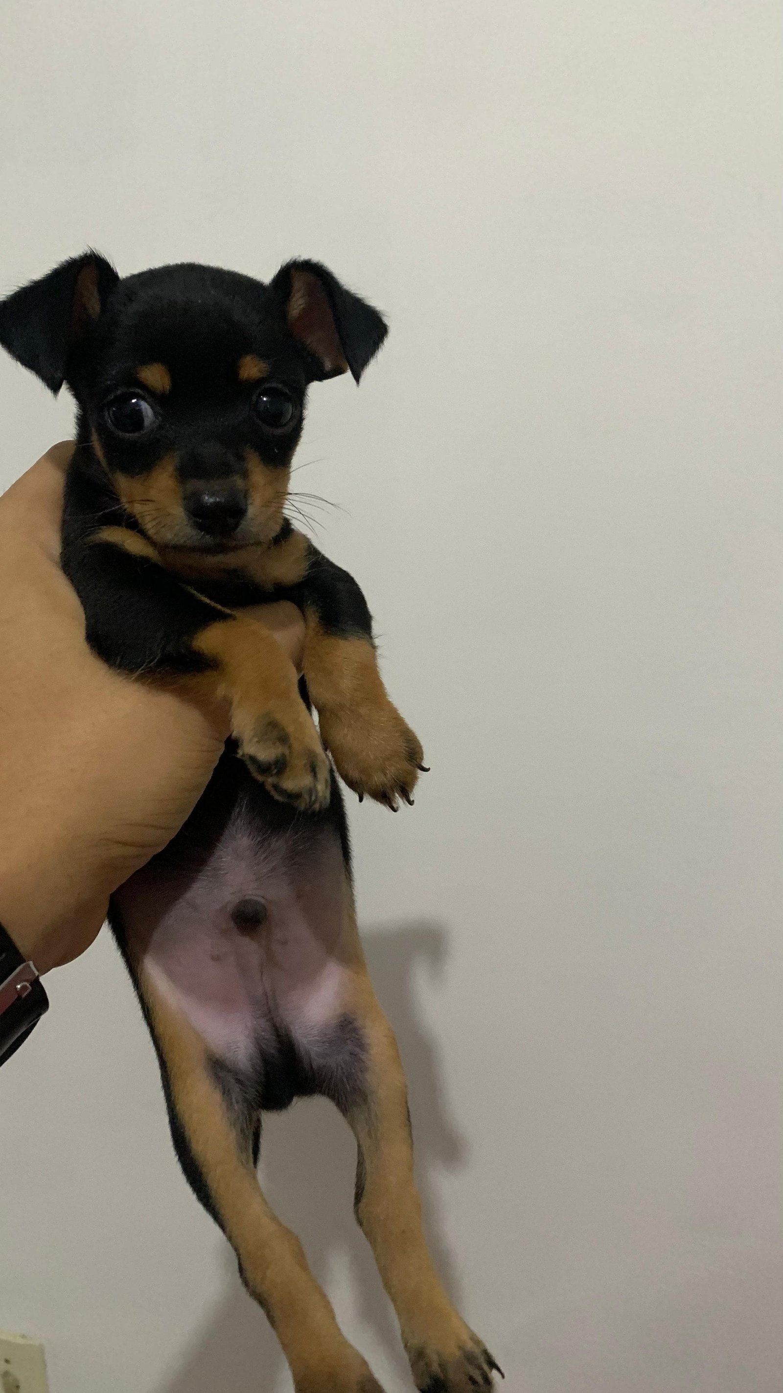 Filhotes de pinscher - Foto 1