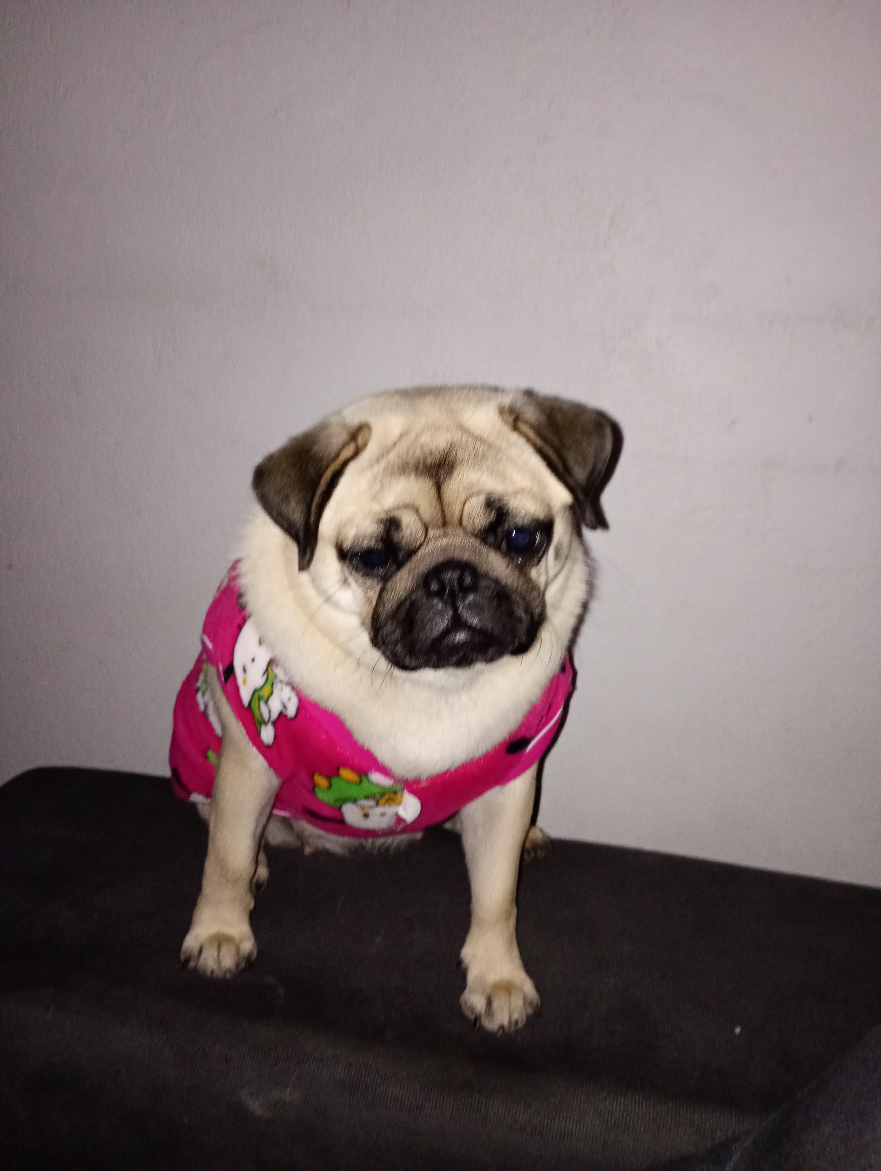 Portal Vendocão Vendo São José dos Campos