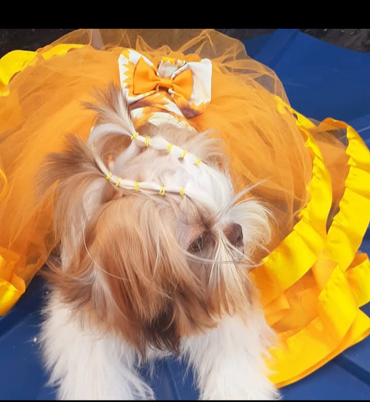 Portal Vendocão Filhotes de shih tzu  Salvador 