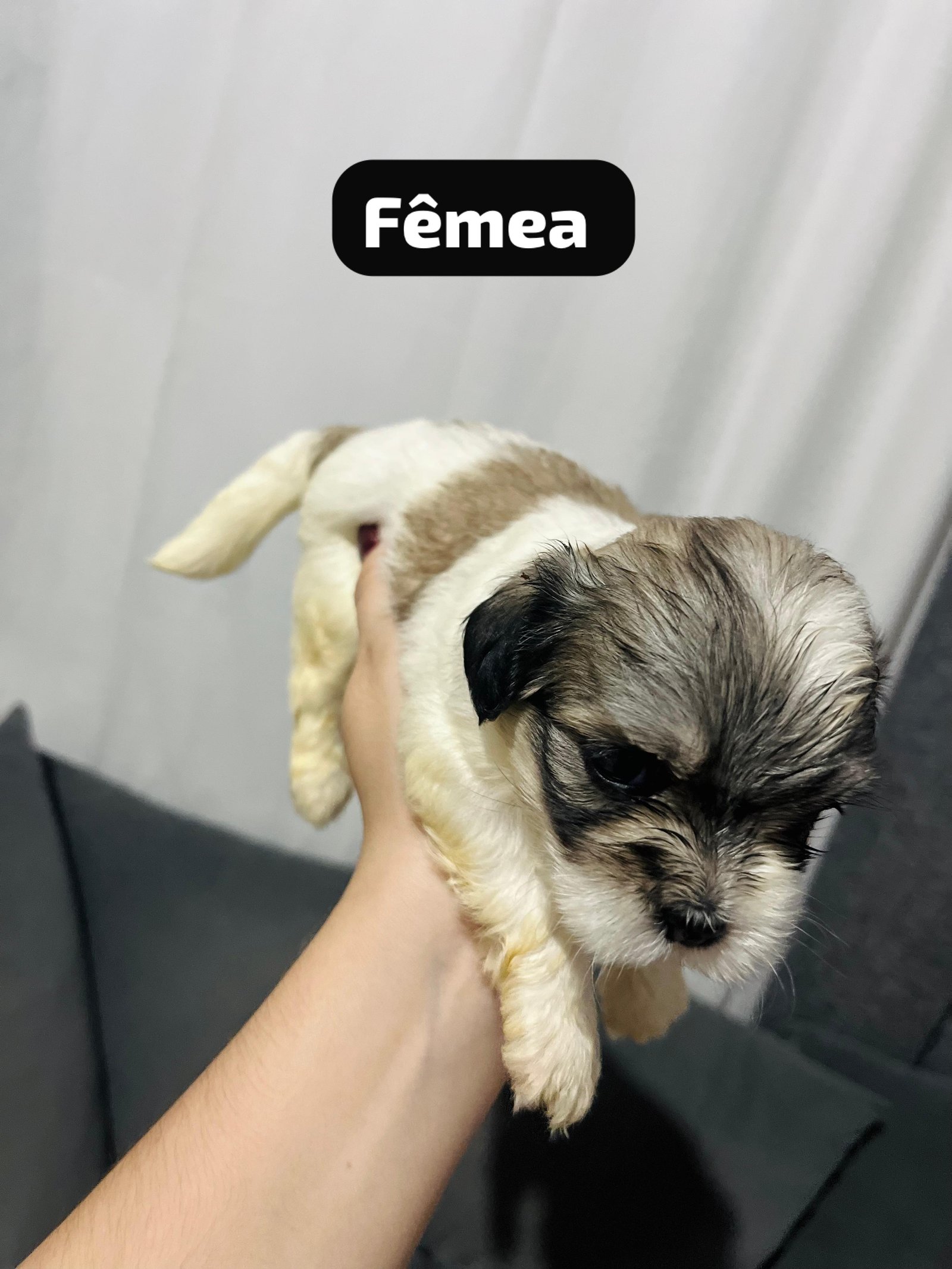 Filhotes fêmeas  - Foto 3