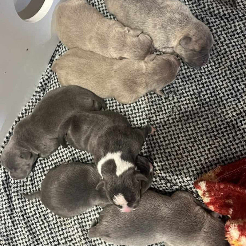 Filhotes de american bully micro - Foto 2