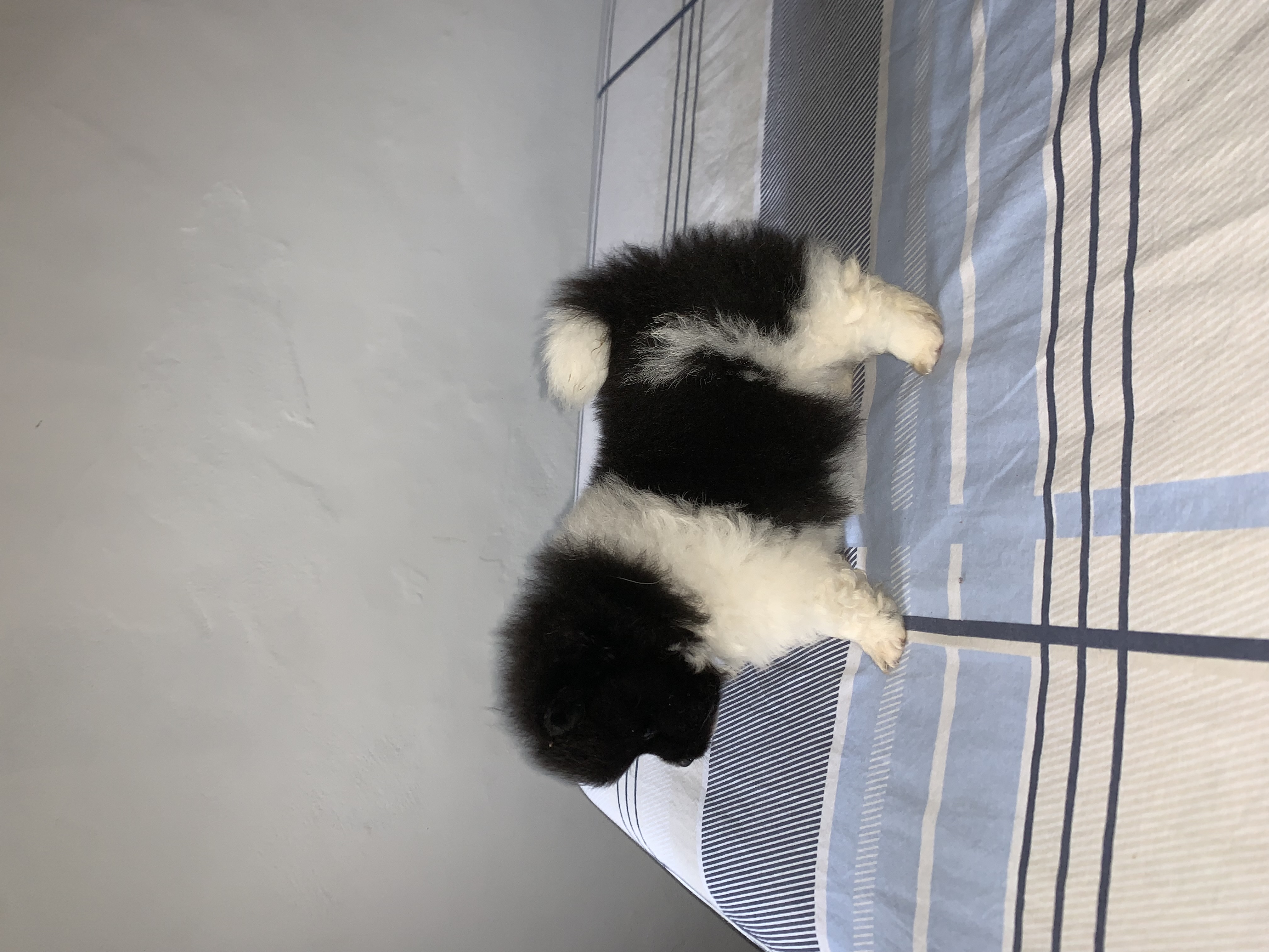 Filhotes de Lulu da Pomerania mini  - Foto 3