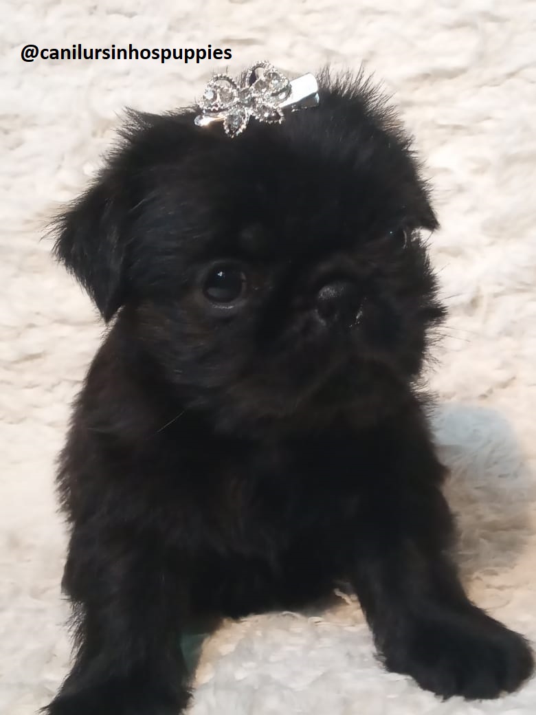 Portal Vendocão griffon de bruxelas #canilursinhospuppies bebes disponiveis  campos do jordão 